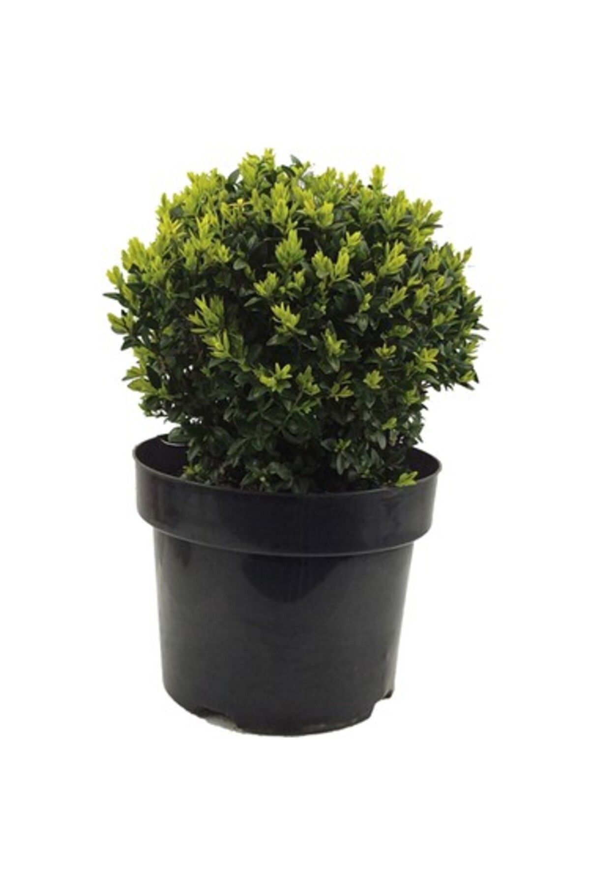 Mimoza Bitki Market Şimşir Fidesi Fidanı 5 Adet 20-30 Cm Buxus Sempervirens