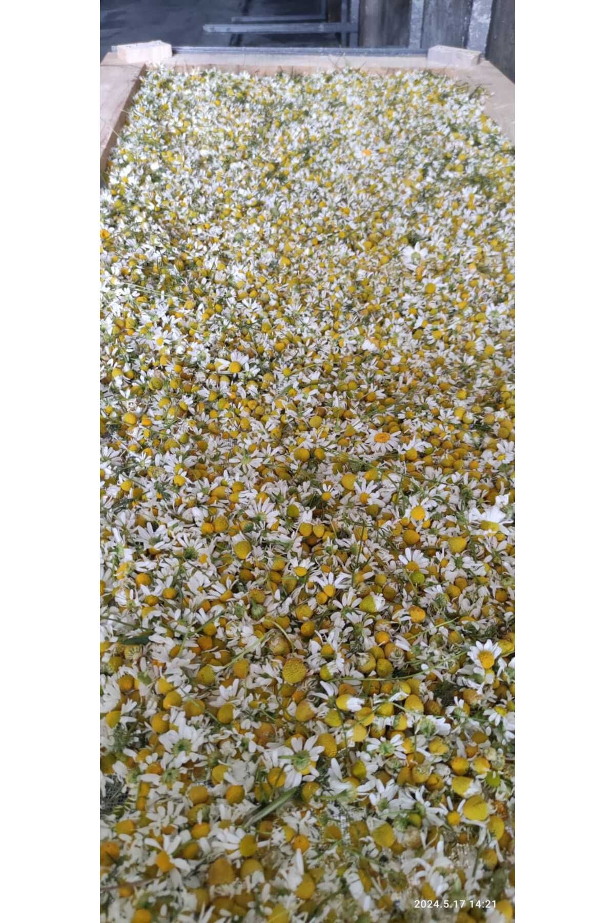Dr. Lavender-10 Pieces of Dried German Chamomile Matricaria Chamomilla 50 GrDaisy Flower from Our Garden 2