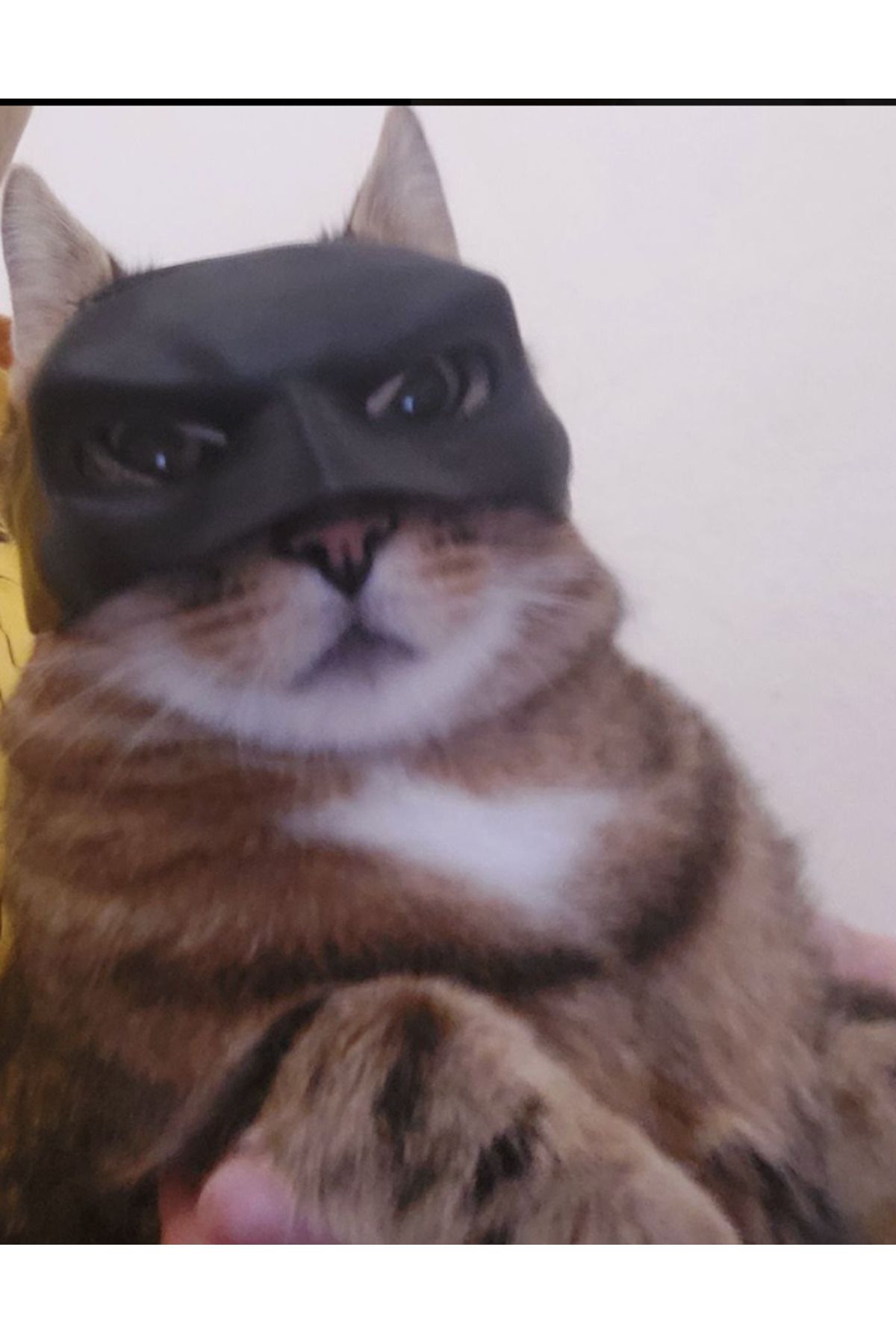 akdenizpos Yeni  Yarasa Kedi Batman Kedi Maskesi P717887 Kampanya