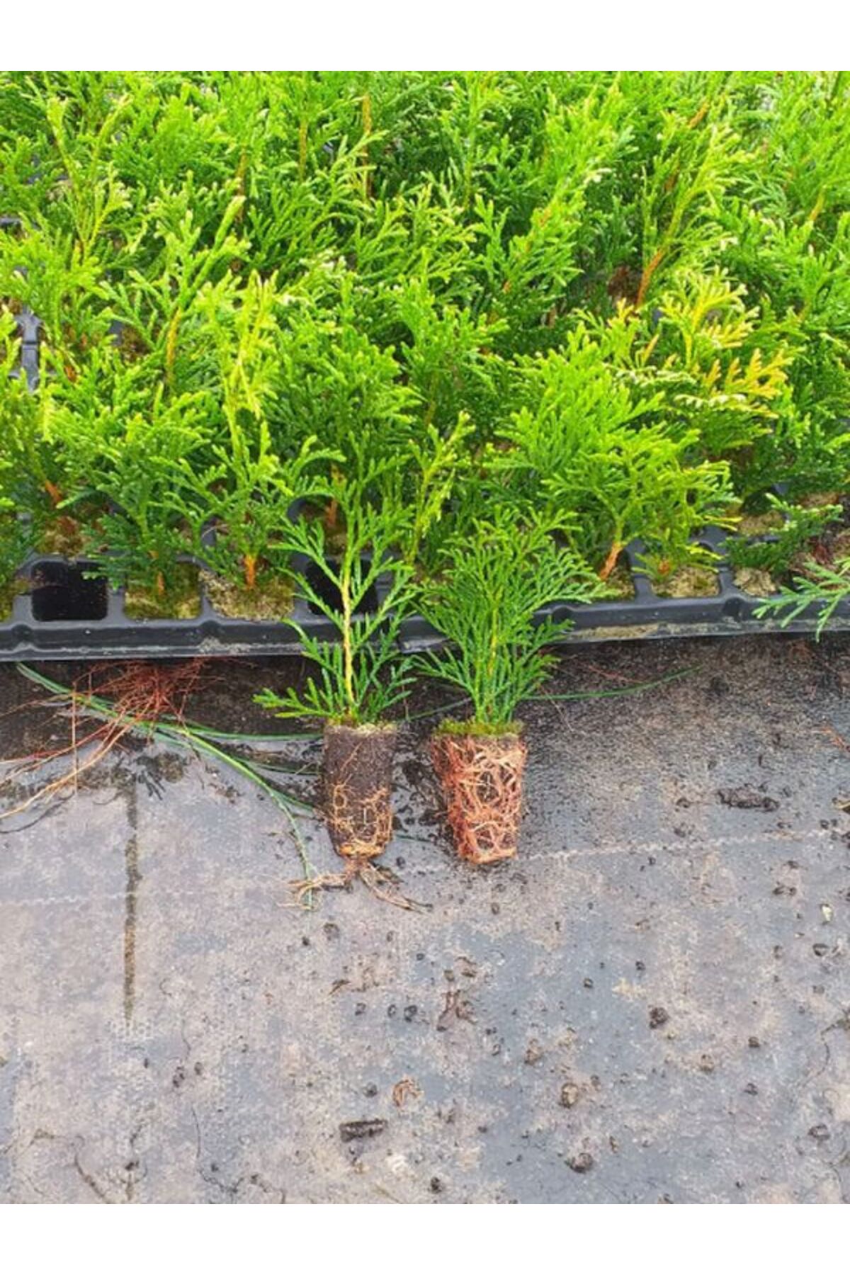 serada decor & plant Yeşil Yapraklı 10 ADET Leylandi Çam Ağacı