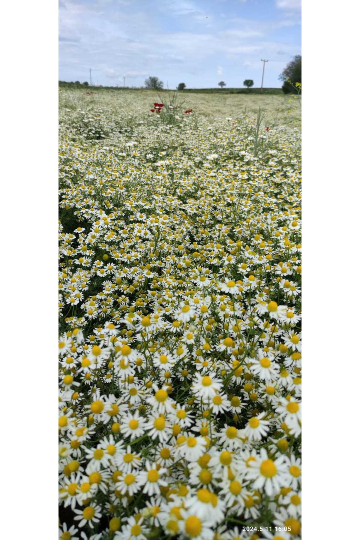 Dr. Lavender-10 Pieces of Dried German Chamomile Matricaria Chamomilla 50 GrDaisy Flower from Our Garden 4
