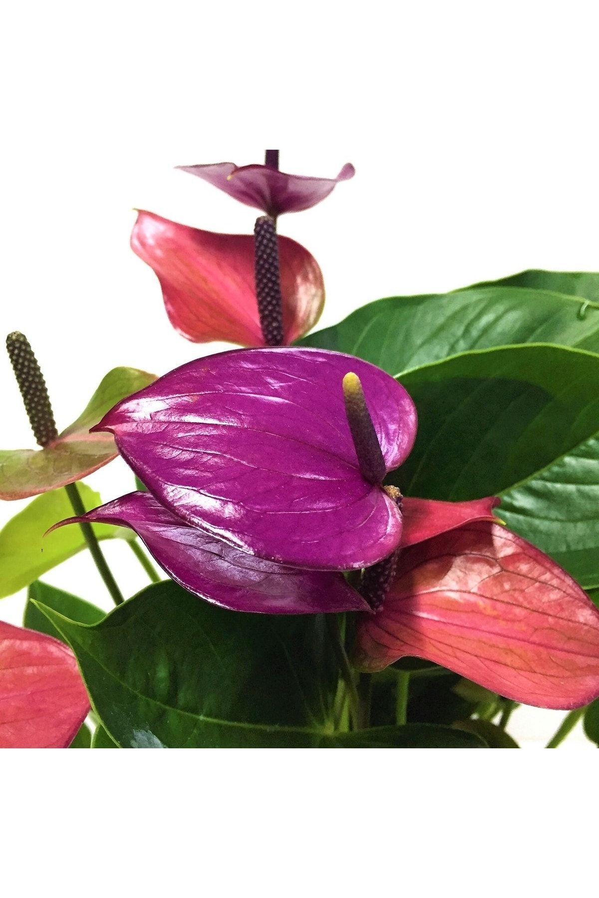 Aysima Çiçekevi Antoryum Fidesi Mor Renk Canlı Saksılı Anthurium Flamingo Çiçeği.(ÇİÇEKSİZDİR)