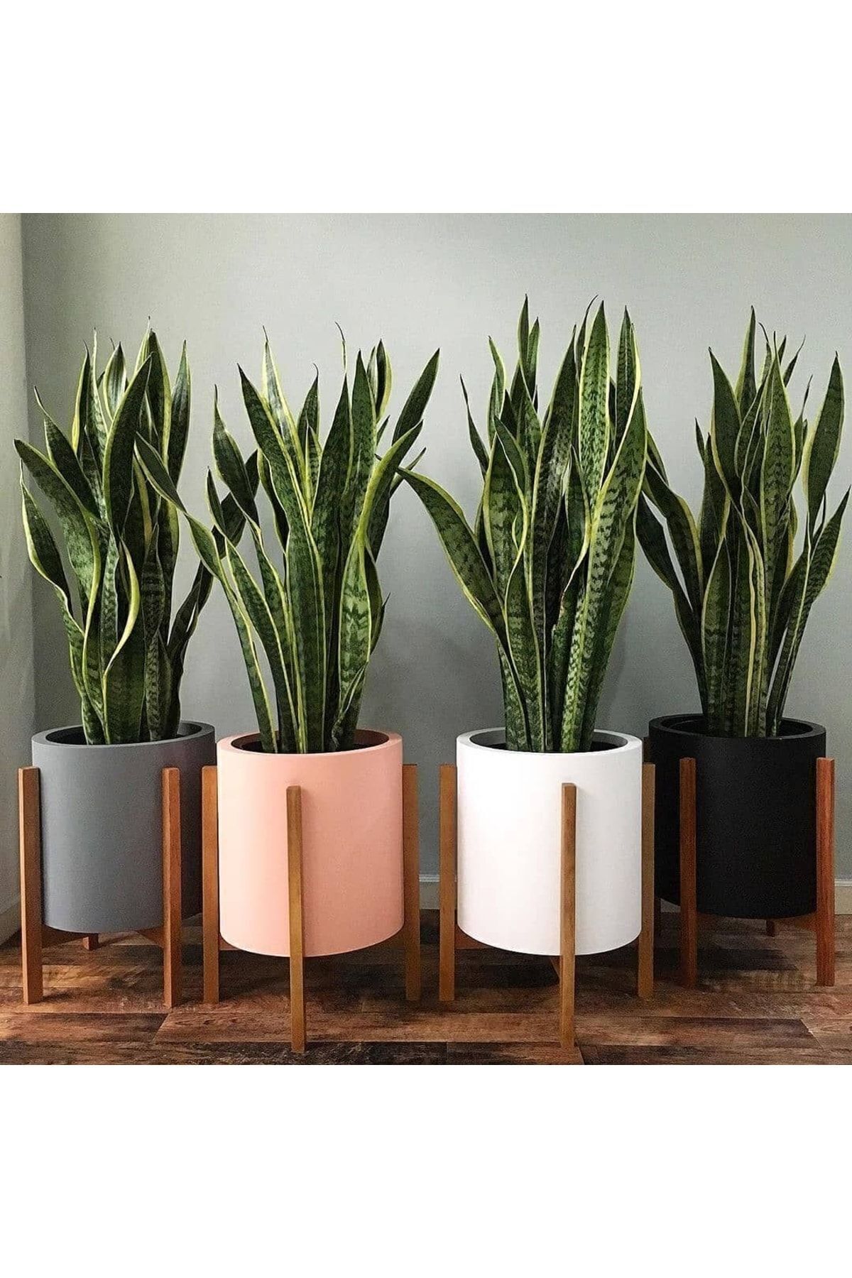 GoldLotus Sansevieria Paşa Kılıcı Peygamber Kılıcı