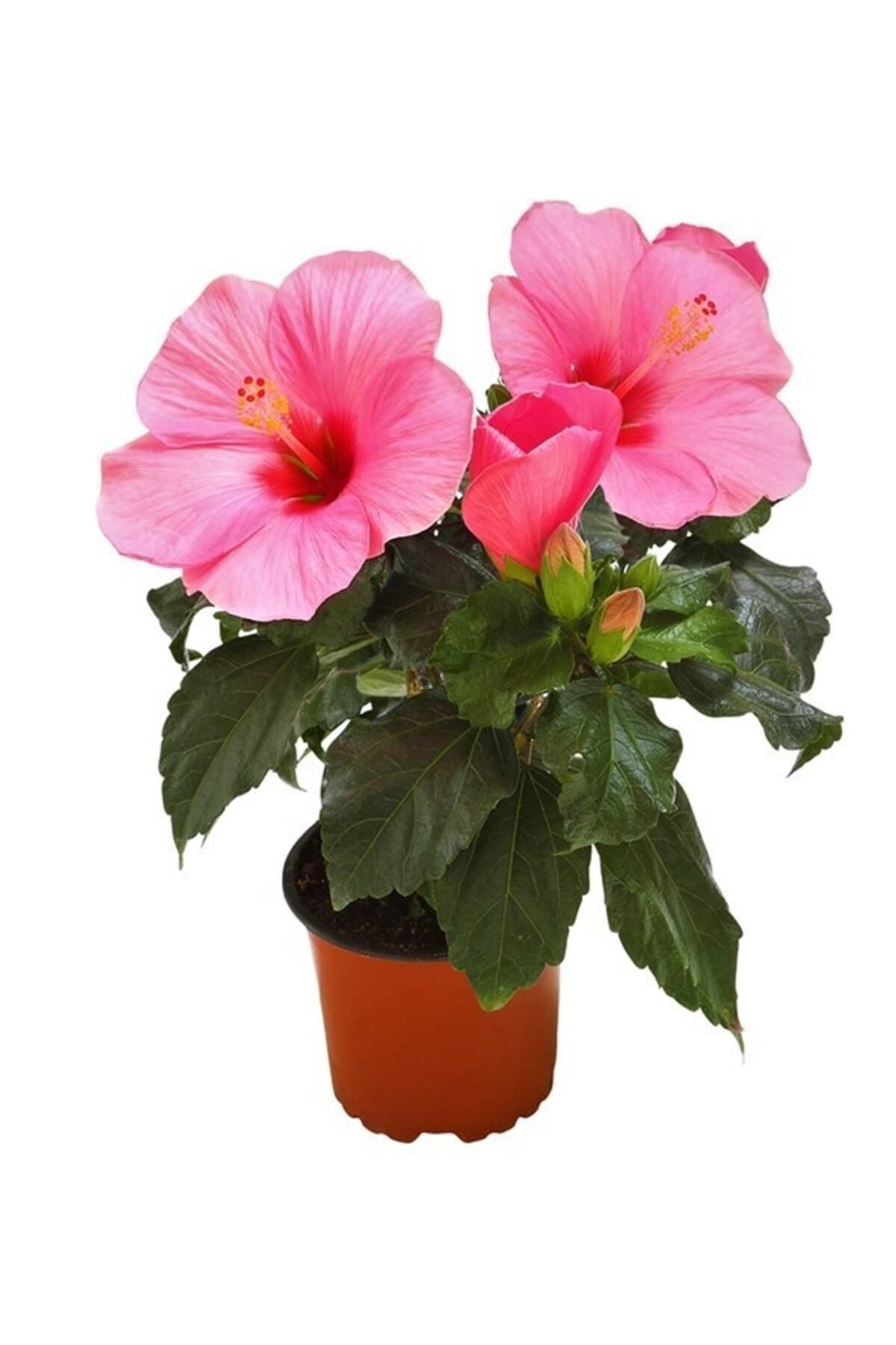 Aysima Çiçekevi Japon Gülü Hibiscus Pembe Renk Çiçekli Kalın Yapraklı Ithal
