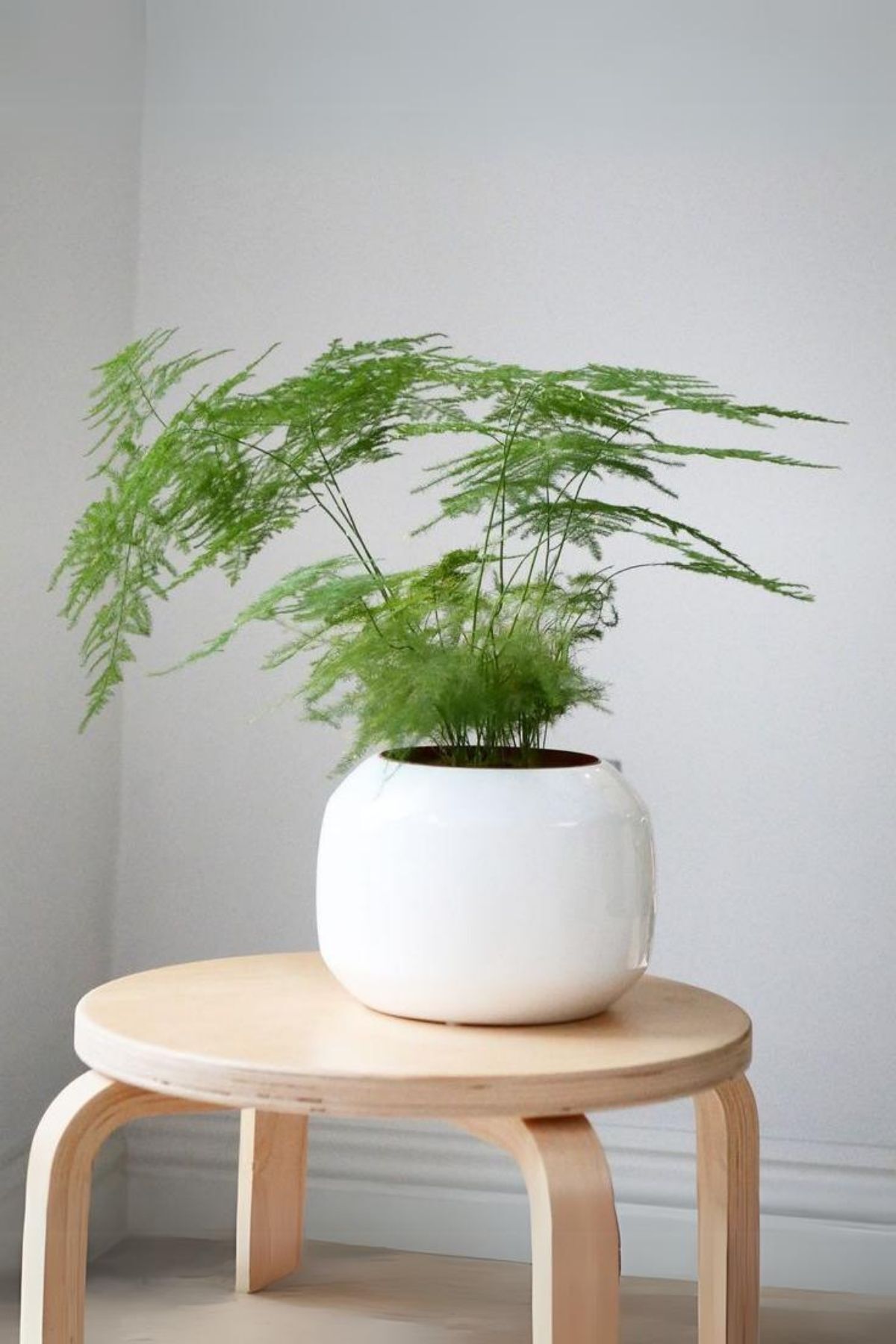 Garden Online Asparagus Setaceus - Kuşkonmaz Canlı Salon Bitkisi 20 - 40 cm