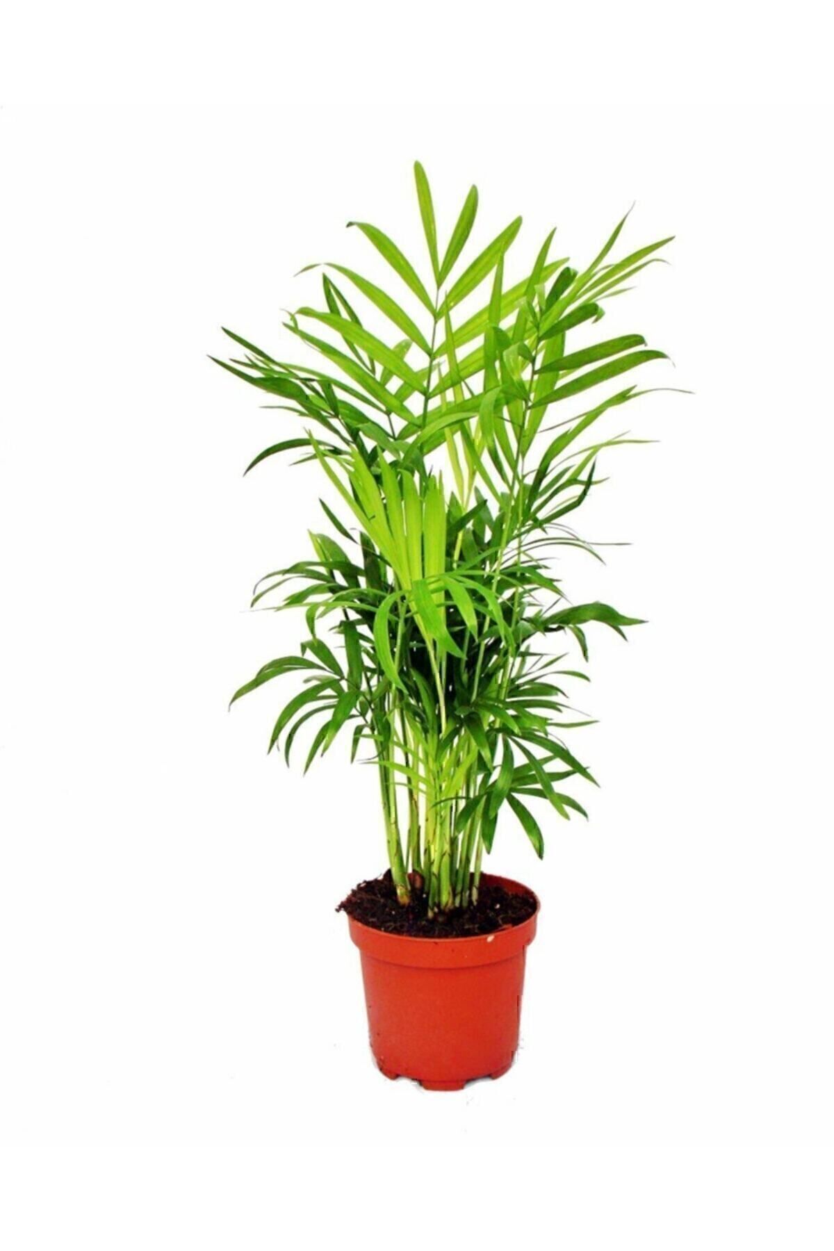 Cemre Garden Dağ Palmiyesi Areka Mini - Ev Ofis Salon Iç Mekan Bitkisi - 30 cm