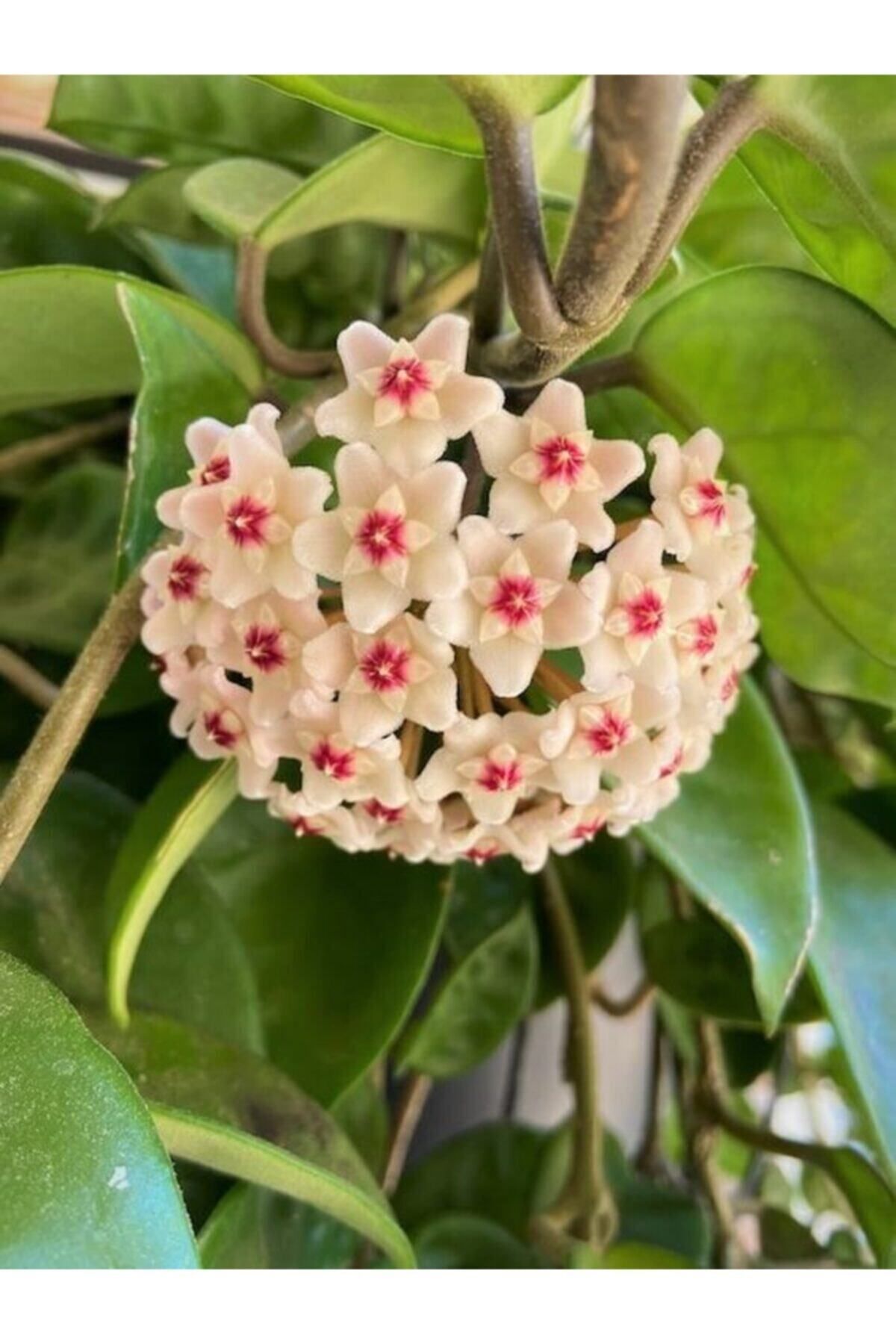 Aysima Çiçekevi Mum Çiçeği Beyaz Renk (hoya Carnosa) Kokulu 1.kalite