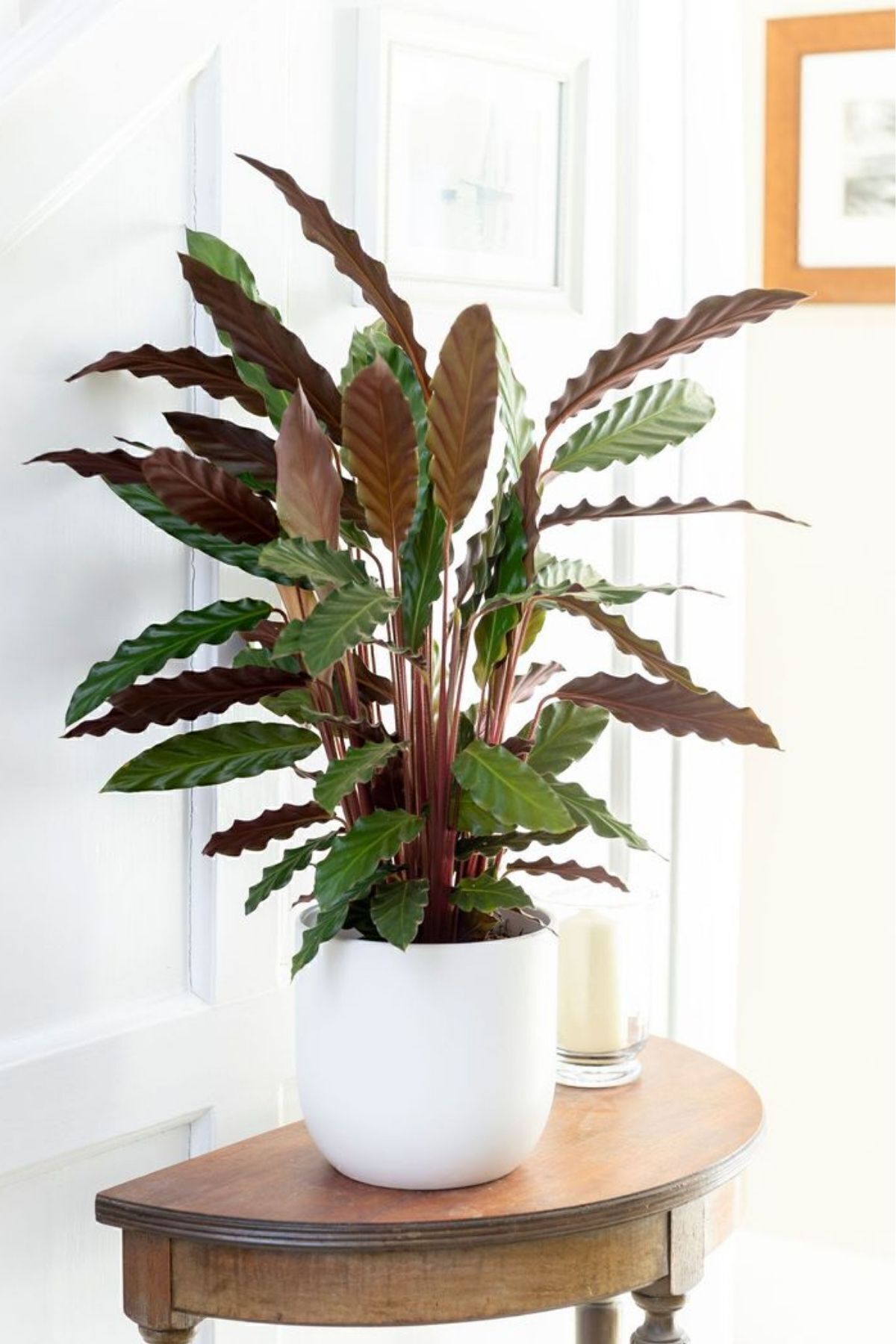 Garden Online Calathea Rufibarba Wavestar - Kalatya Dua Çiçeği Canlı Salon Bitkisi 40 - 50 Cm