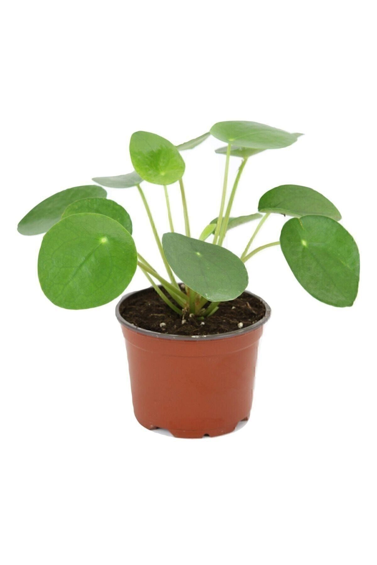 Cemre Garden Pilea Peperomioides - Çin Para Ağacı - Ev Ofis Salon Iç Mekan Bitkisi - Saksı Çapı 6 Cm