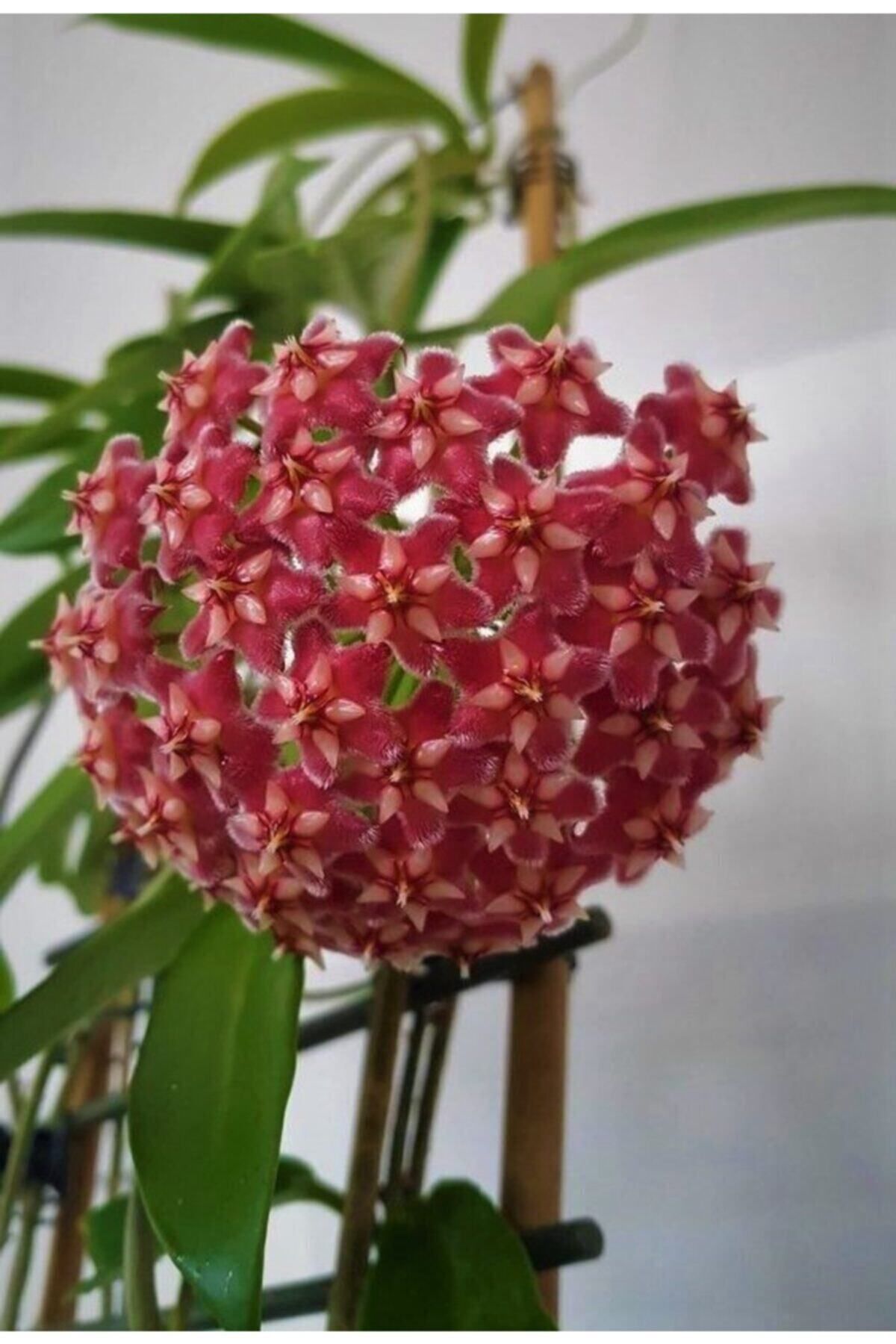 Aysima Çiçekevi Mum Çiçeği Kırmızı hoya Carnosa Kokulu 1.kalite 9 cm Saksıda