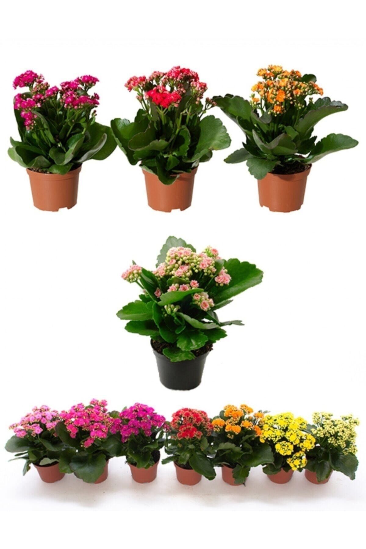 The Best Online Thebestonline Kalanşo Çiçeği, Kalanchoe Çiçeği, 15-25 Cm