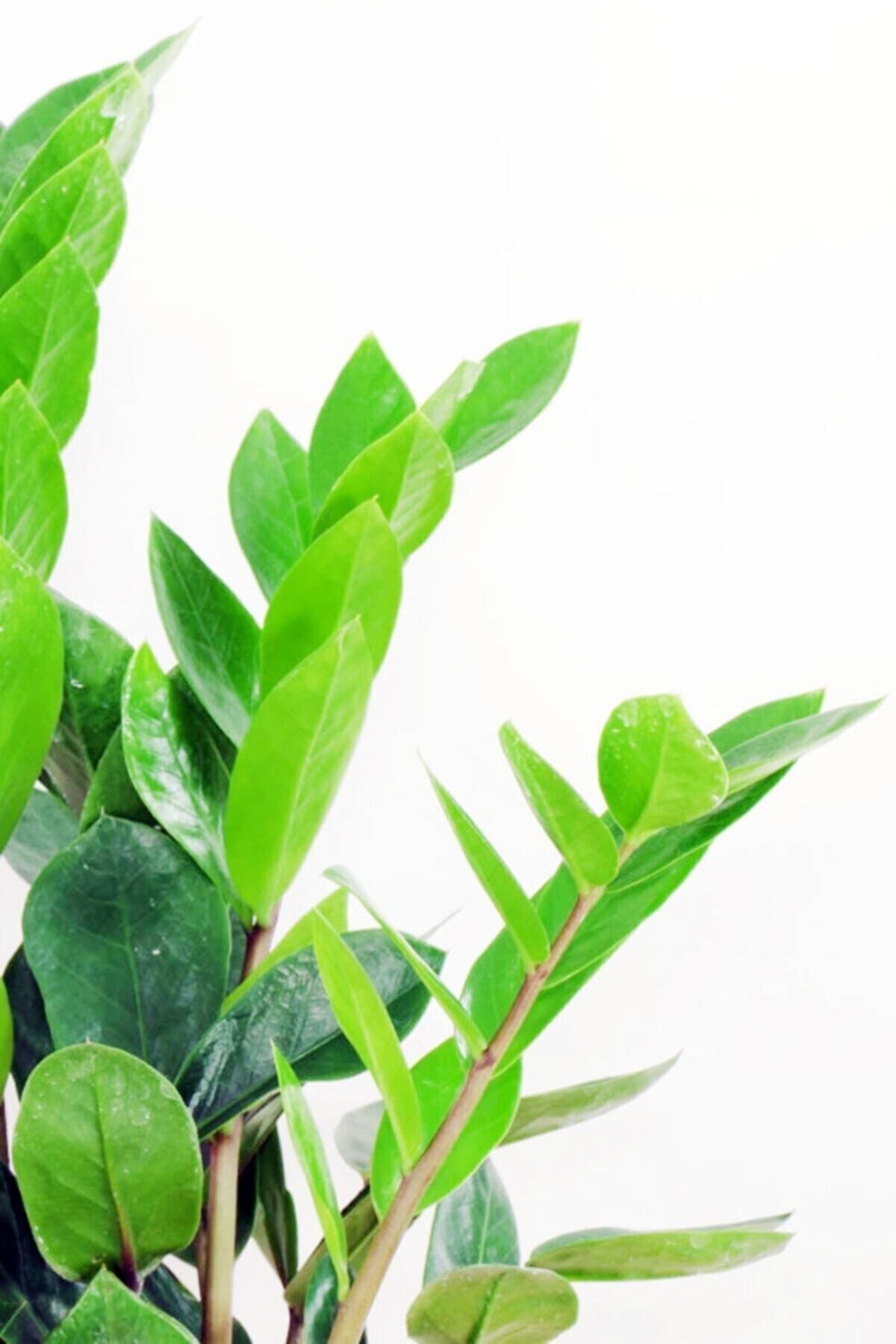 Cemre Garden Zamia Zamioculcas Zamiifolia - Zeze Çiçeği - Ev Ofis Salon Iç Mekan Bitkisi - 40 Cm