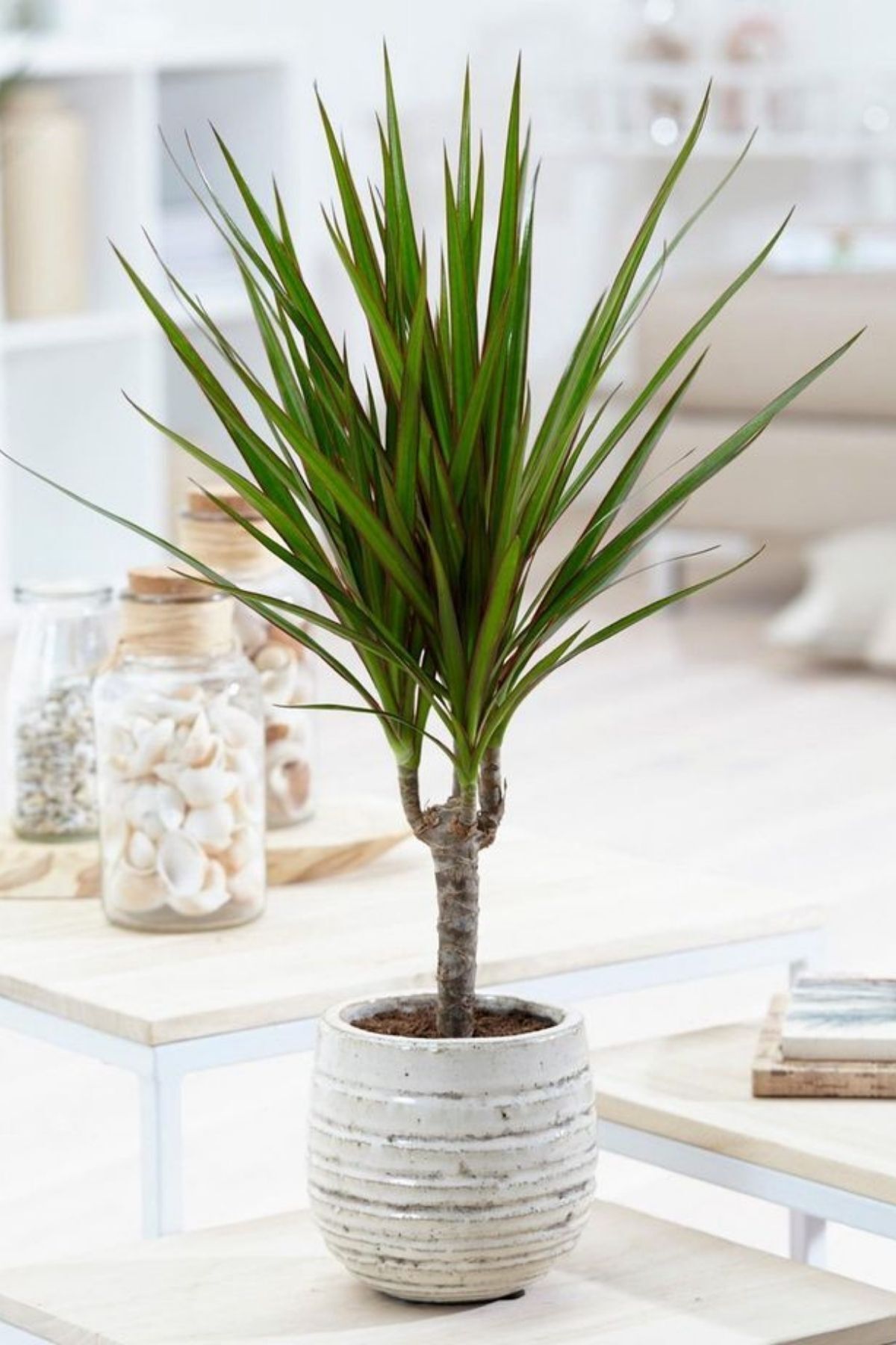 Garden Online Dracaena Marginata - Dekoratif Saksılı Madagaskar Dragon Ağacı Canlı Salon Bitkisi - 50-60 cm
