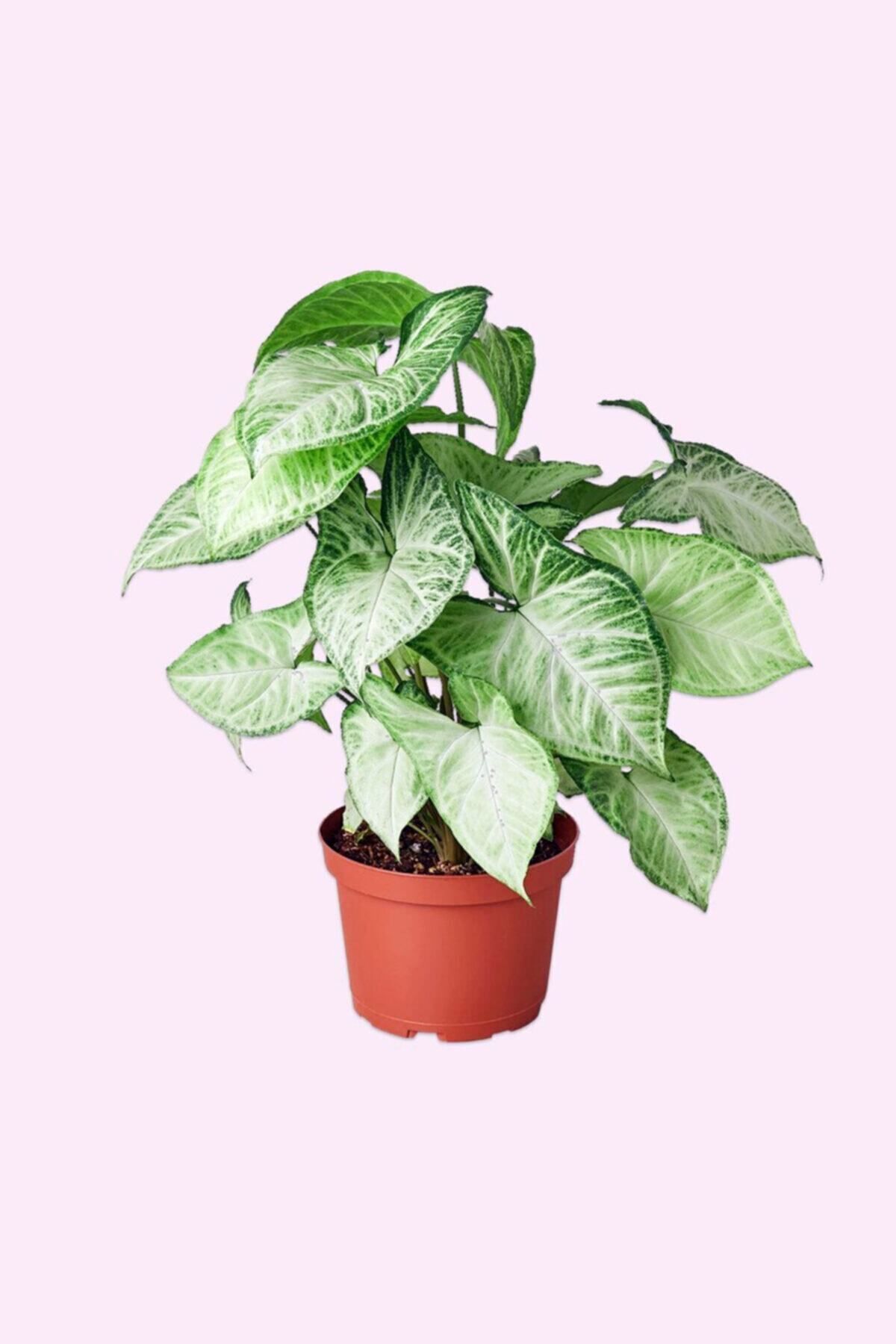 Cemre Garden Syngonium Podophyllum 'white Butterfly' - Melek Kanadı Çiçeği Xl - Ev Ofis Salon Iç Mekan Bitkisi