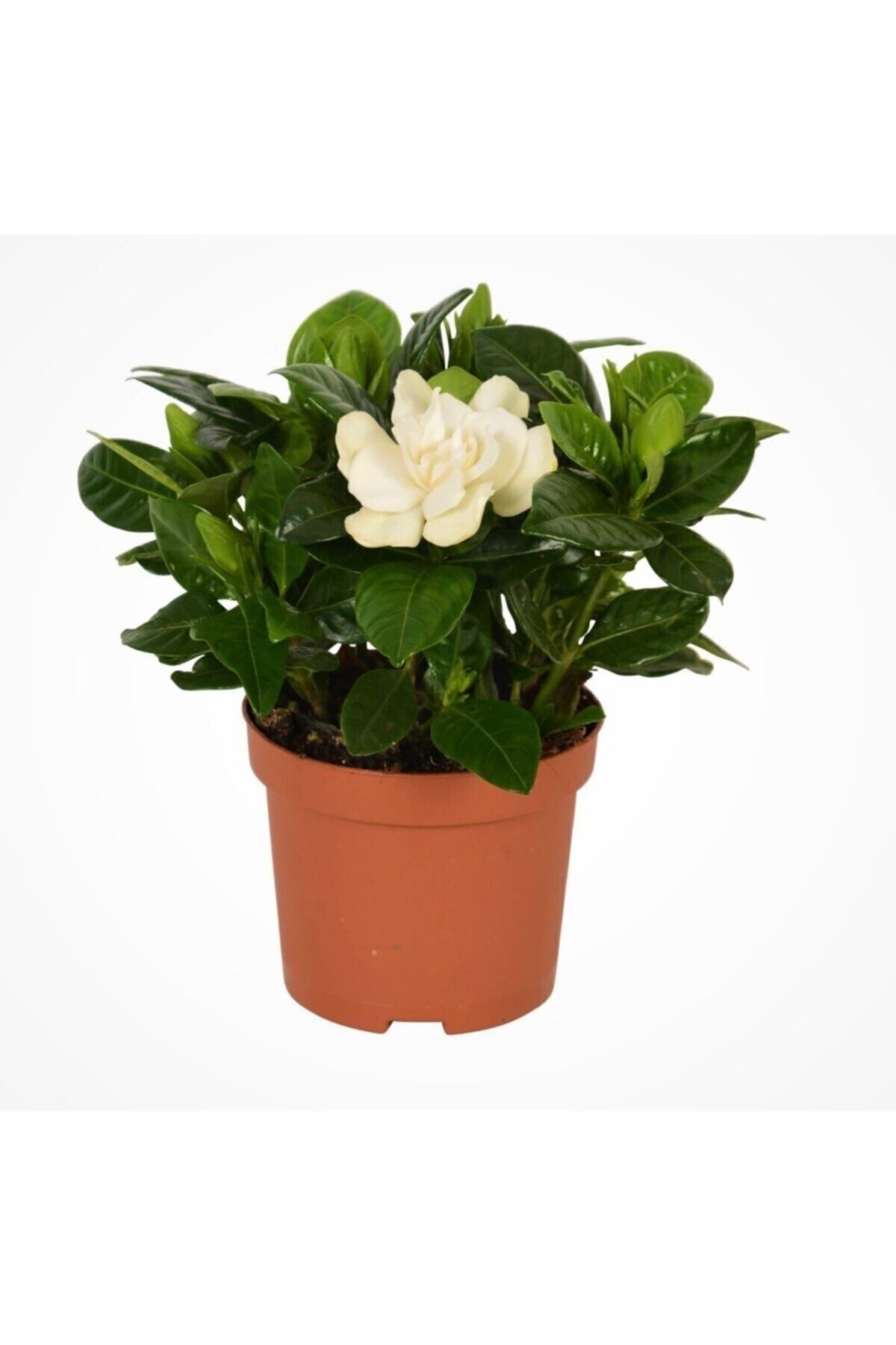 Aysima Çiçekevi Gardenya Gardenia Jasmionides Ev Ofis Salon Bitkisi 10-20 Cm