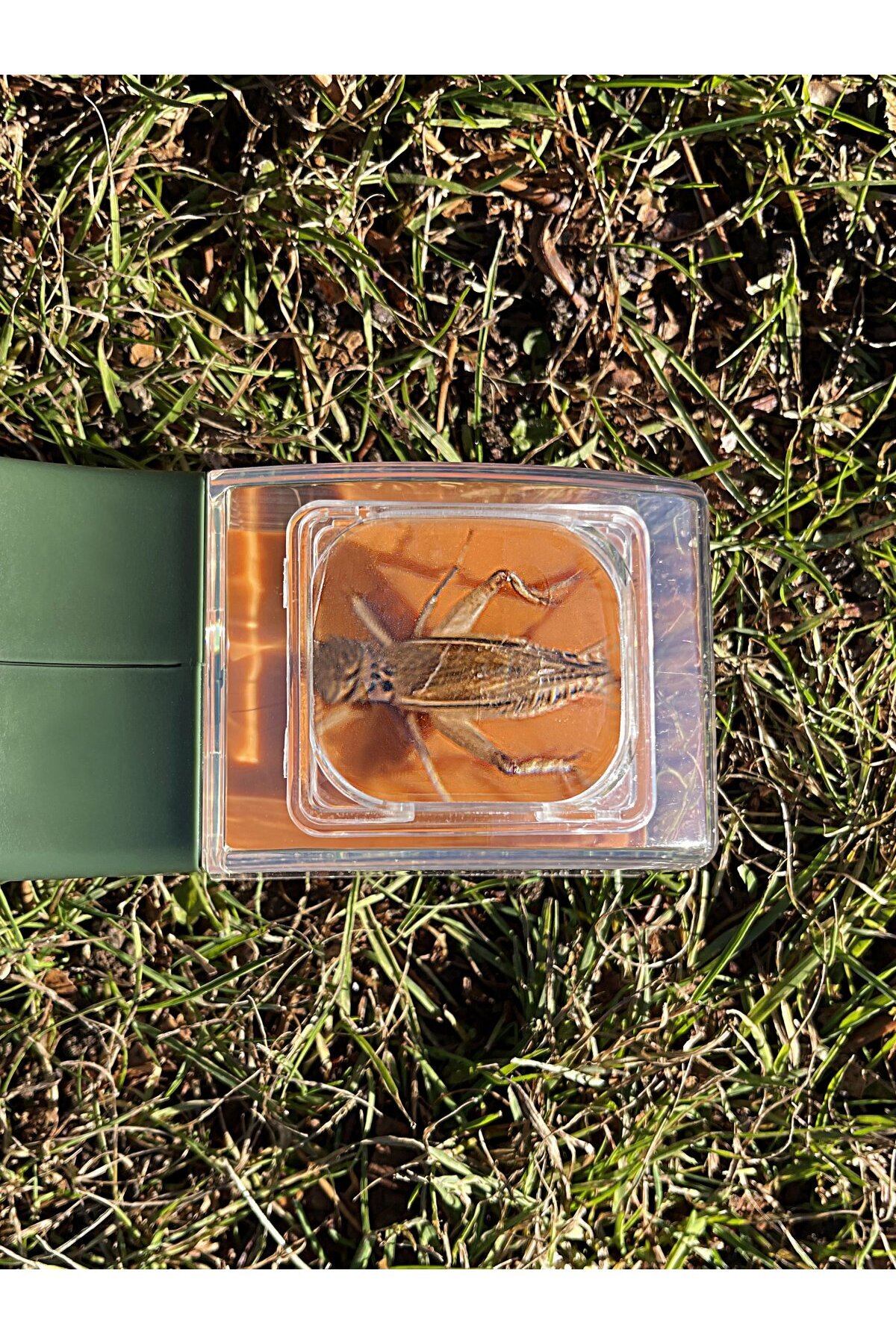 Carson-Observator insecte BugView, cu lupa marire 5x 4