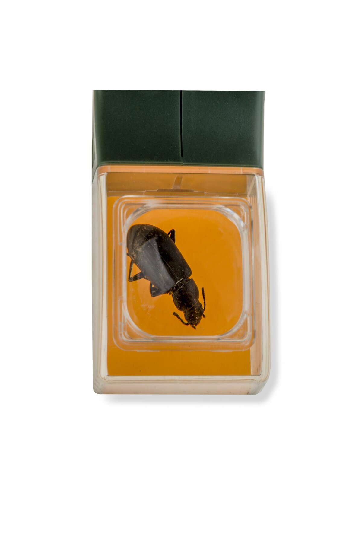 Carson-Observator insecte BugView, cu lupa marire 5x 6