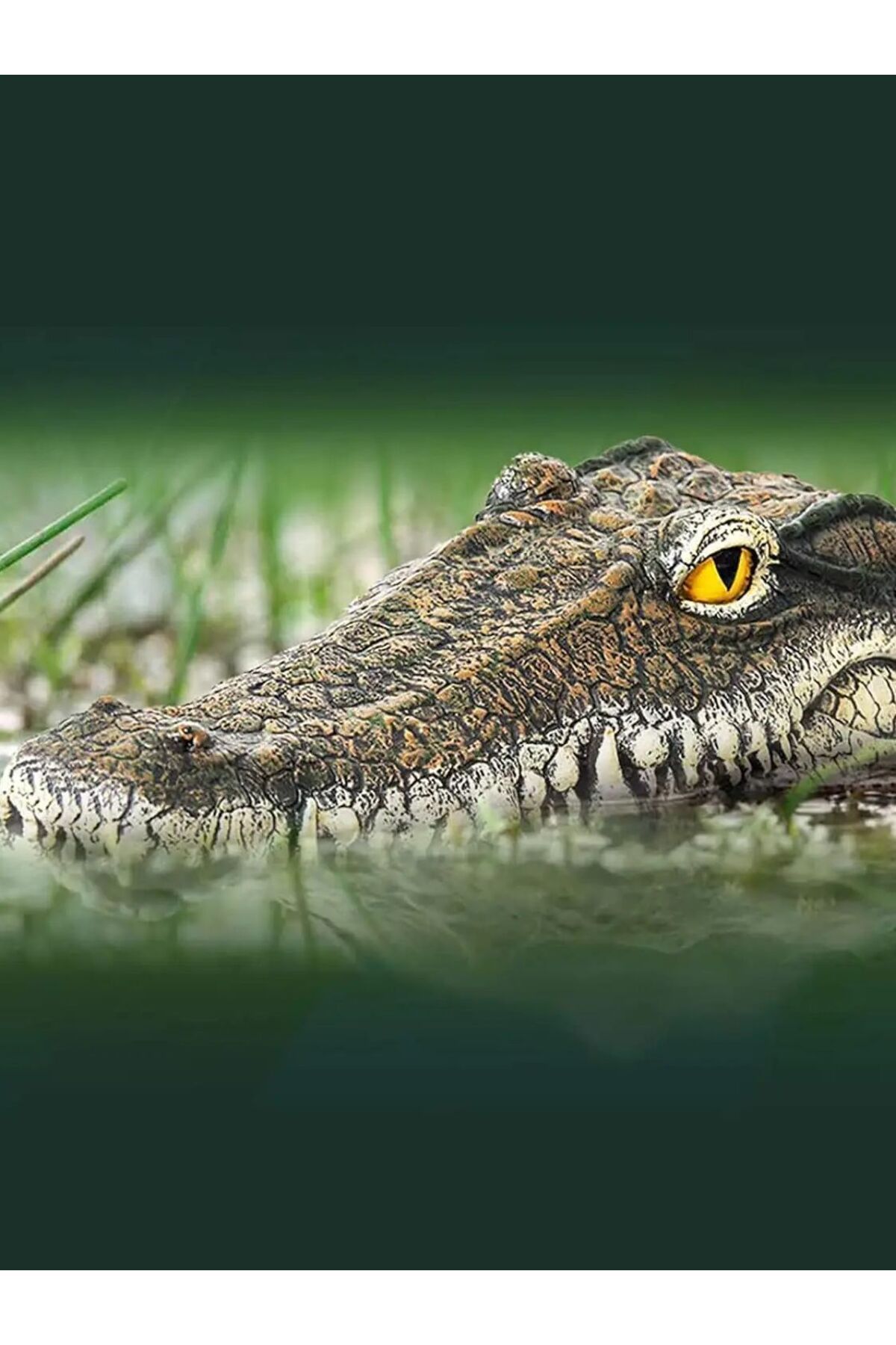 Choice-Floating Alligator Head,Alligator Head Decoy for Pool,Resin Crocodile Head for Swimming Pool / Po... 8