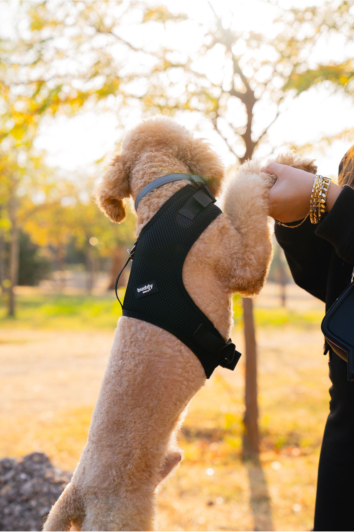 Buddy Store Kedi & Köpek Göğüs Tasması - Airmesh Yeni Nesil Nefes Alabilen Kumaş Siyah Tasma