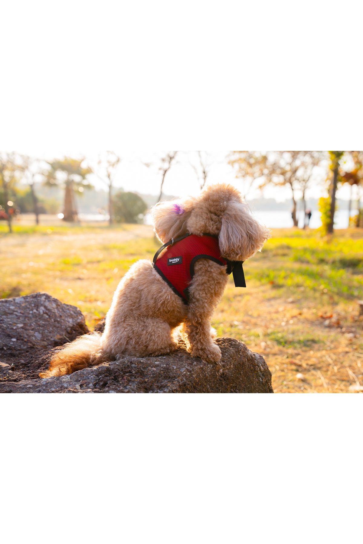 Buddy Store Kedi & Köpek Göğüs Tasması - Airmesh Yeni Nesil Nefes Alabilen Kumaş Kırmızı Tasma