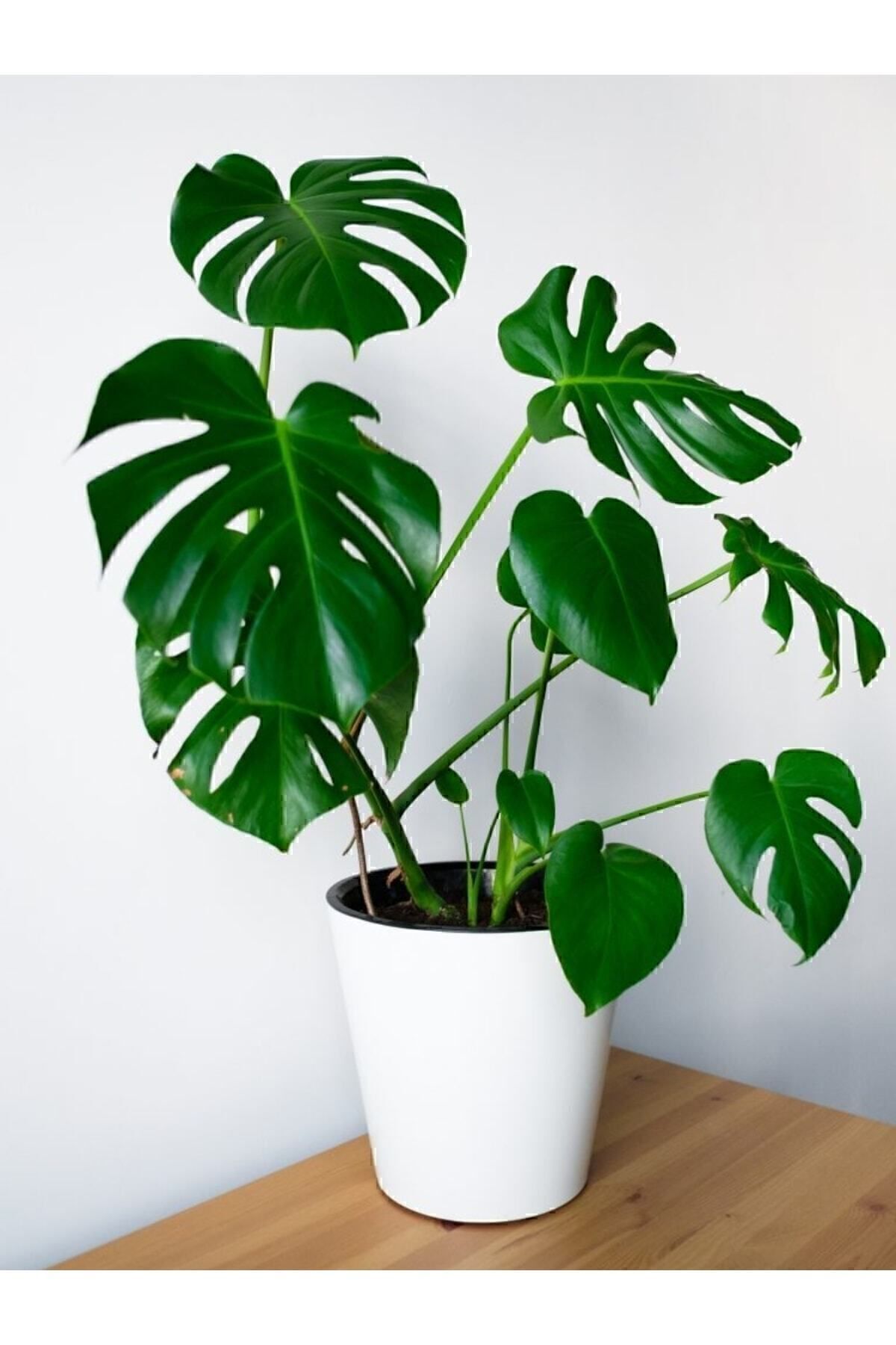 GoldLotus Deve Tabanı - Monstera Deliciosa - 60-80 Cm Boyunda
