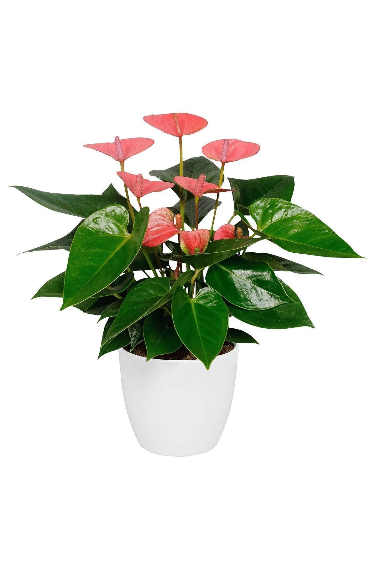 Aysima Çiçekevi Pembe Anthurium Antoryum Ev Ofis Salon Bitkisi