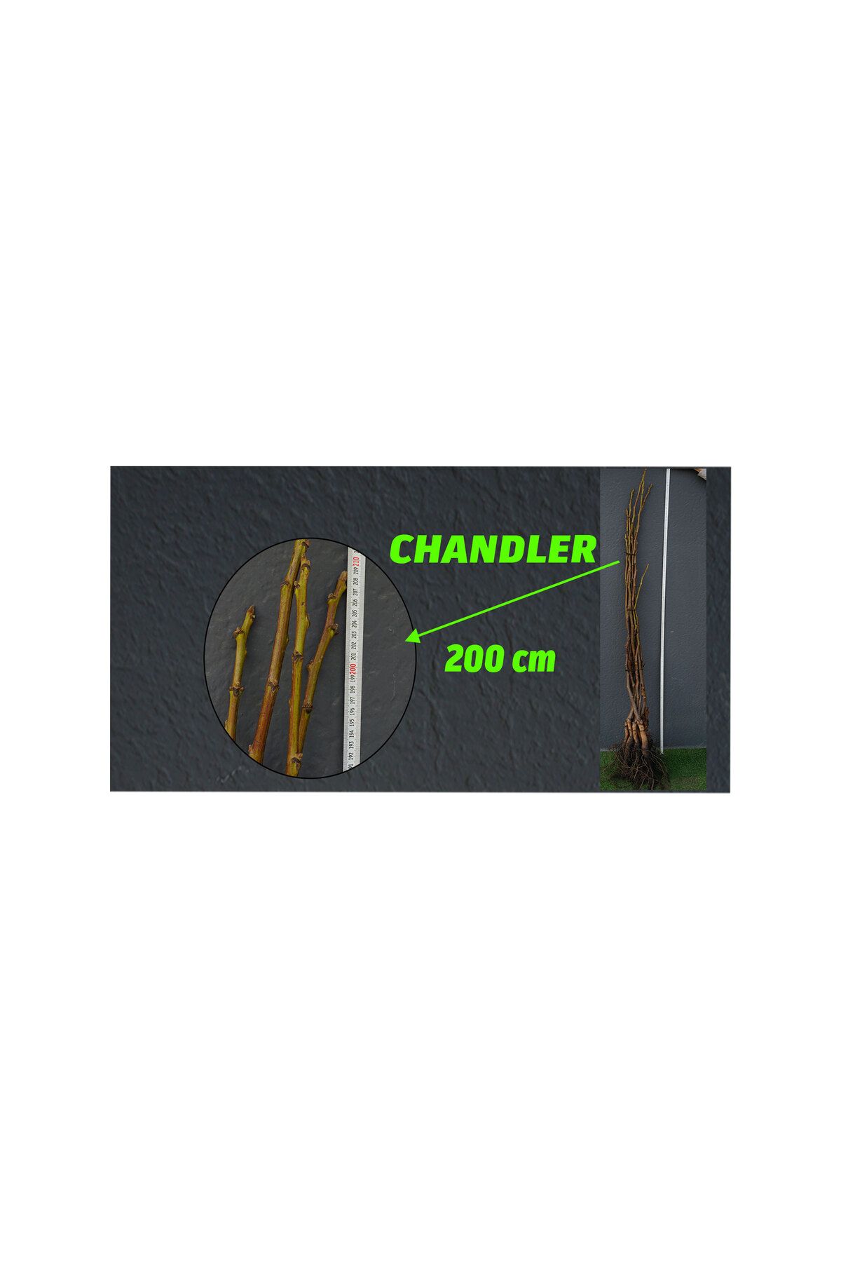 Arel Tarım Açık Köklü Chandler Ceviz Fidanı 10'lu - (150-200 CM)