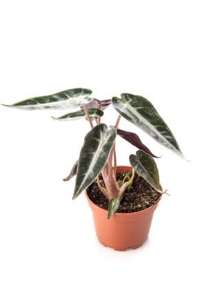 Niwa Botanic Ludisia Discolor Jewel Orchid Mucevher Orkide Trendyol