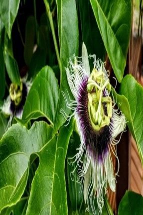 Bilgarden Tuplu Pasiflora Edulis Marucya Maracuya Fidani Trendyol