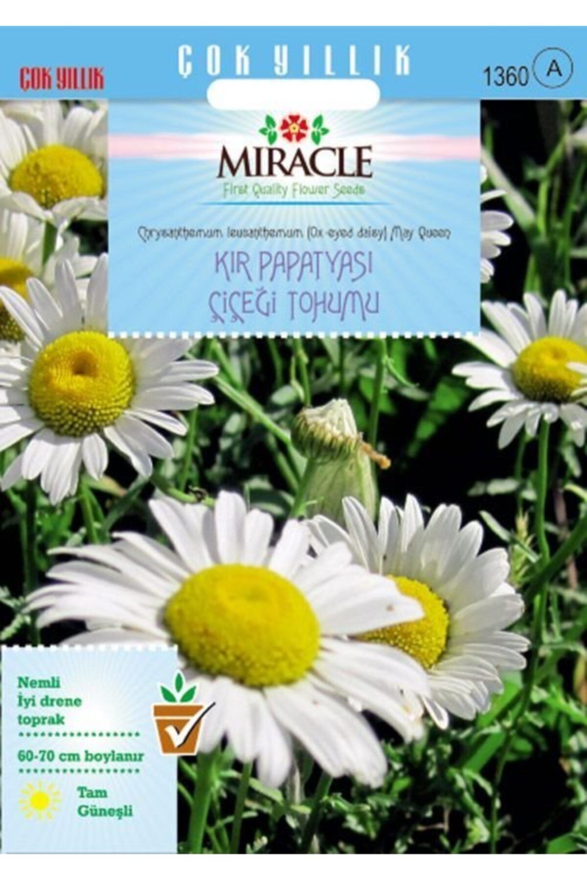miracle krizantem kir papatyasi cicegi