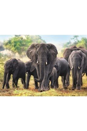 African Elephants 1000 Parça Puzzle TR10442