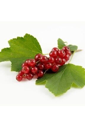 Fidan Sepetim 3 Yas Kirmizi Frenk Uzumu Fidani Trendyol