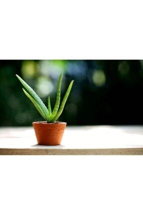 Aloe Vera Bitkisi 1 Saksı 5802