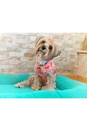 buddy store kedi kopek elbiseleri dondurma desenli sevimli gezdirme giysileri mavi fiyati yorumlari trendyol