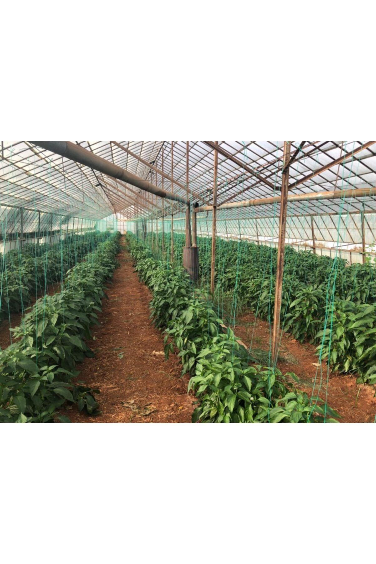 250 Gr Gül Sarmaşık Difenbahya Menekşe Için Kök Güçlendirici içeren kompozit gübre
