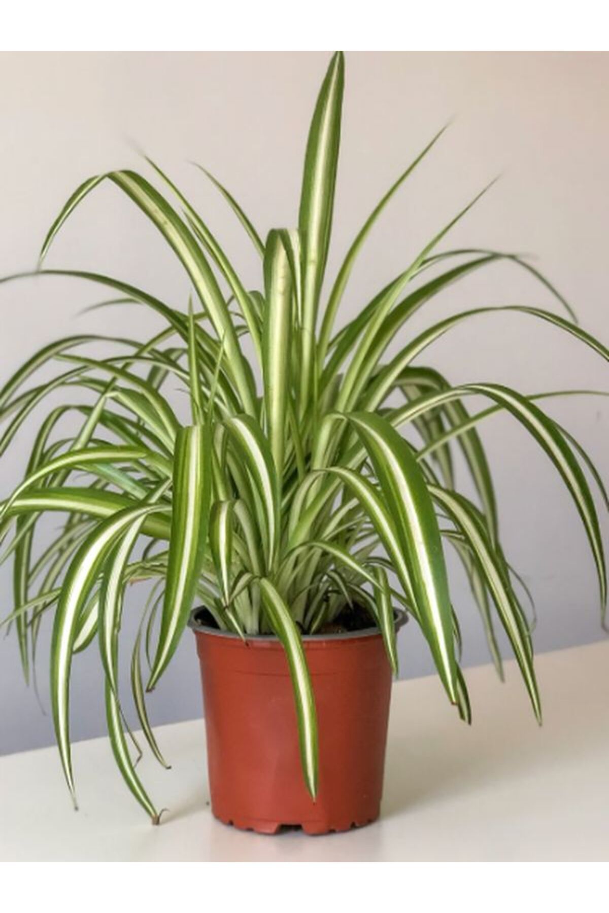 Gardenbox Çok Avantajlı Bol Köklü Dolgun Kurdele Çiçeği (Chlorophytum Comosum) 20-40cm