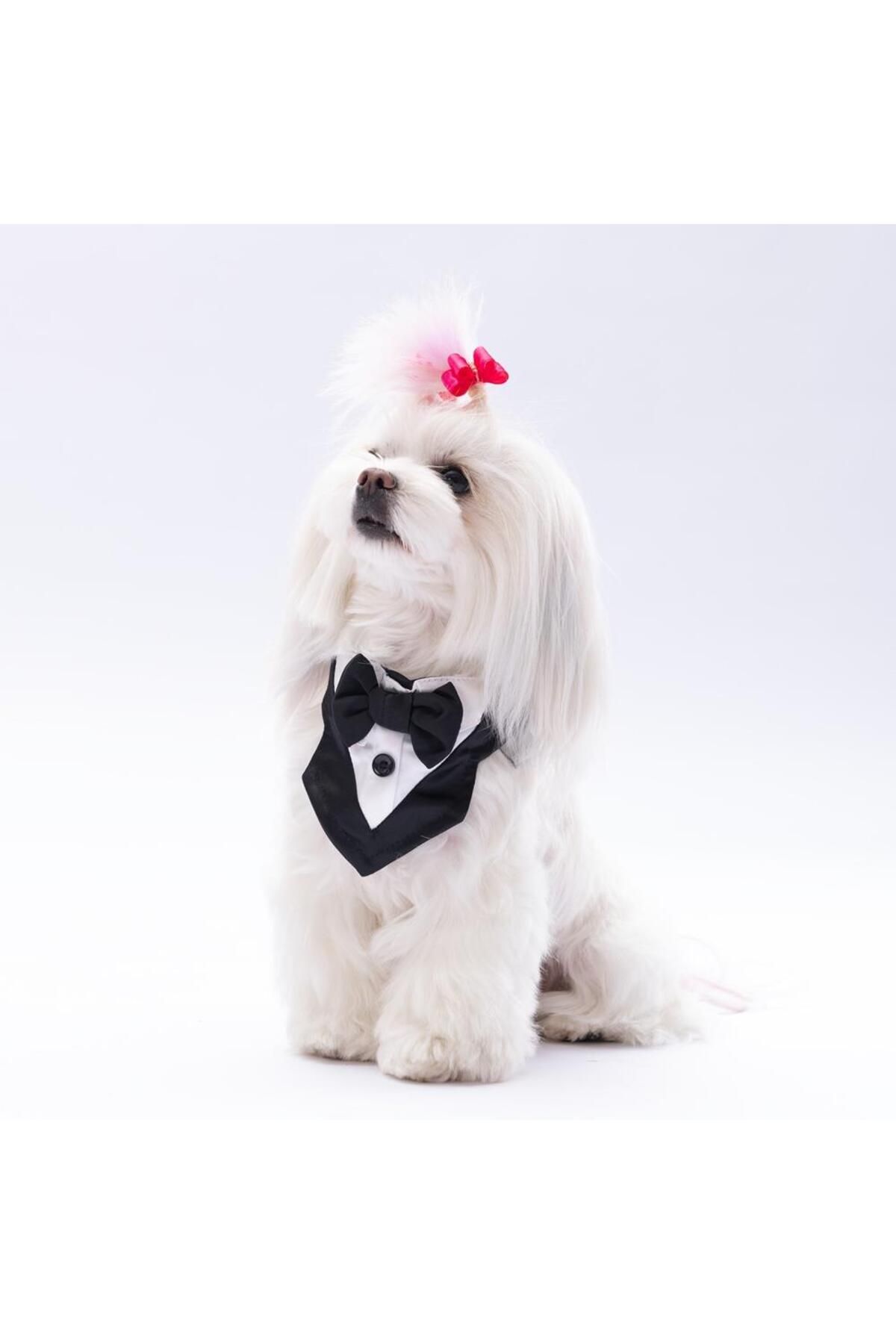 Pawstar-Black Tuxedo Cat Dog Scarf Pet Bandana 3