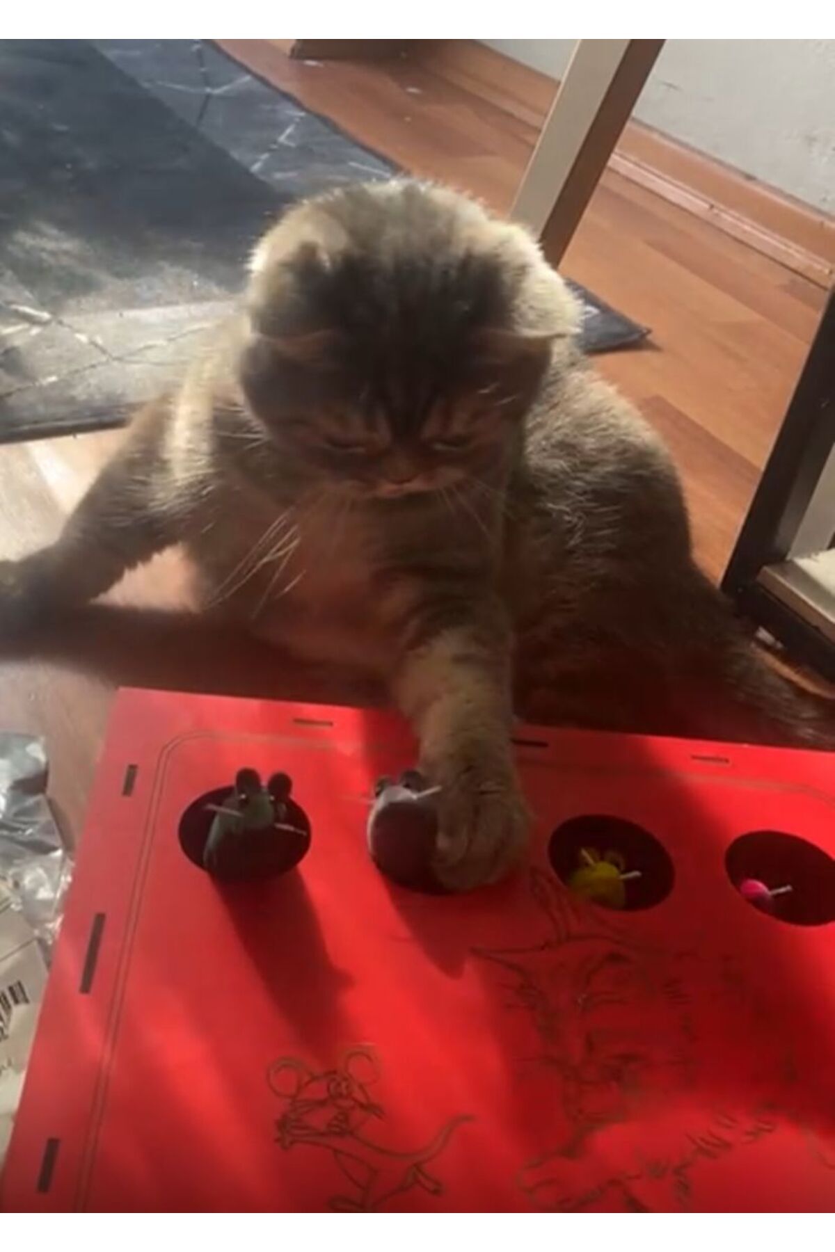 pethomealpi-Wooden Cat Toy - Mouse Hunt Catch Game 4