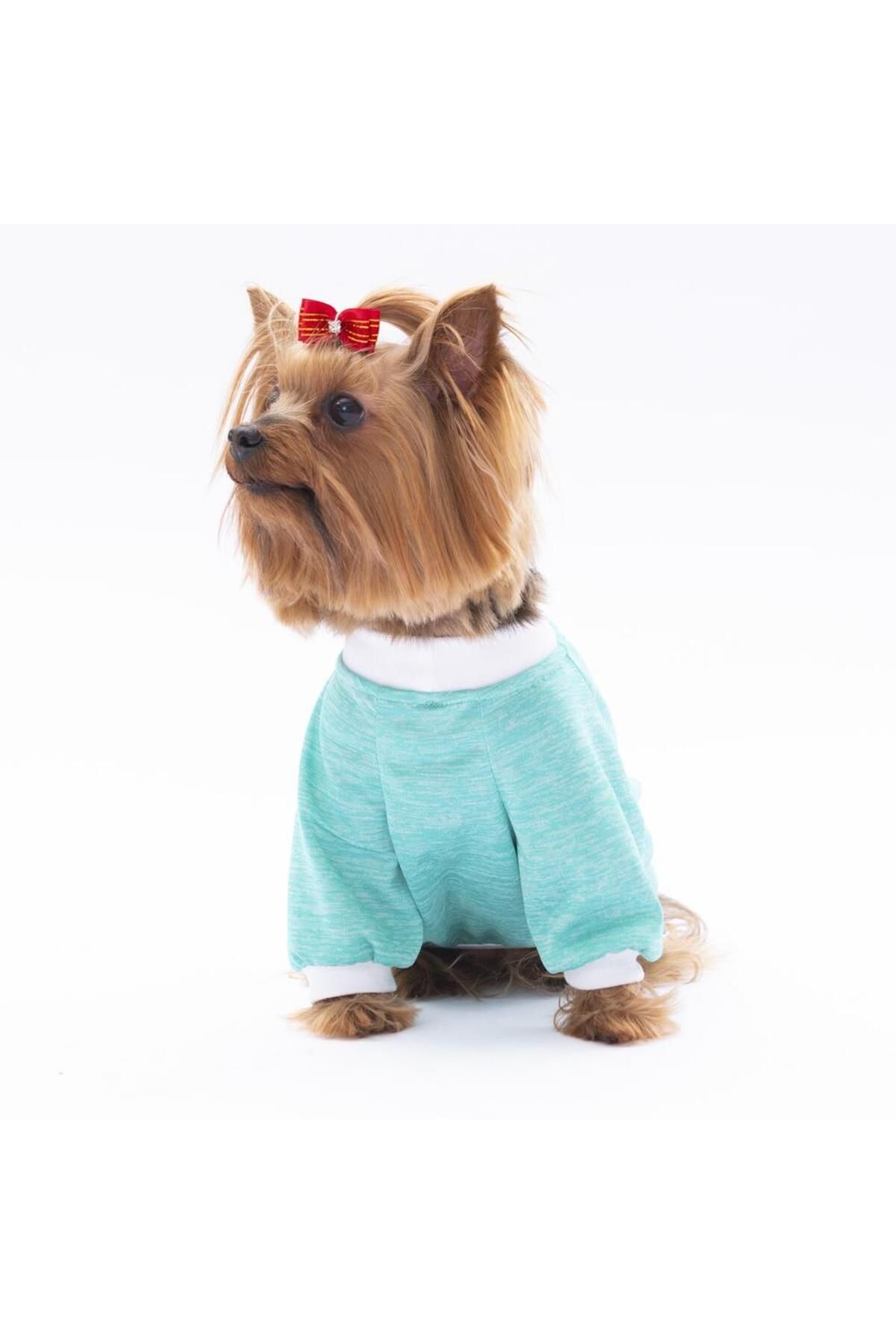 Pawstar-Mint Fun Day Cat Dog Sweatshirt - Cat Dog Outfit 2