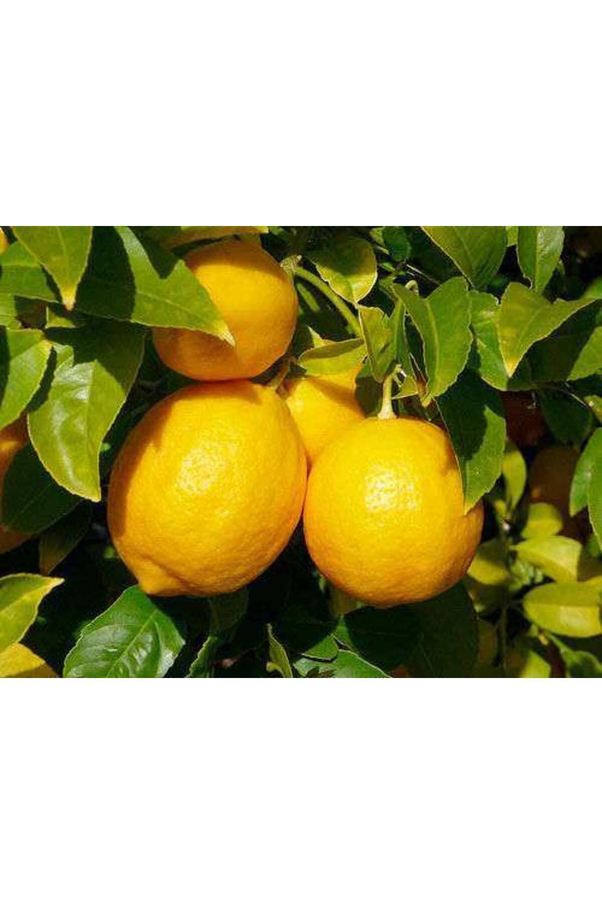 Ebruli 3 Yaşlı Yediveren Limon Fidanı