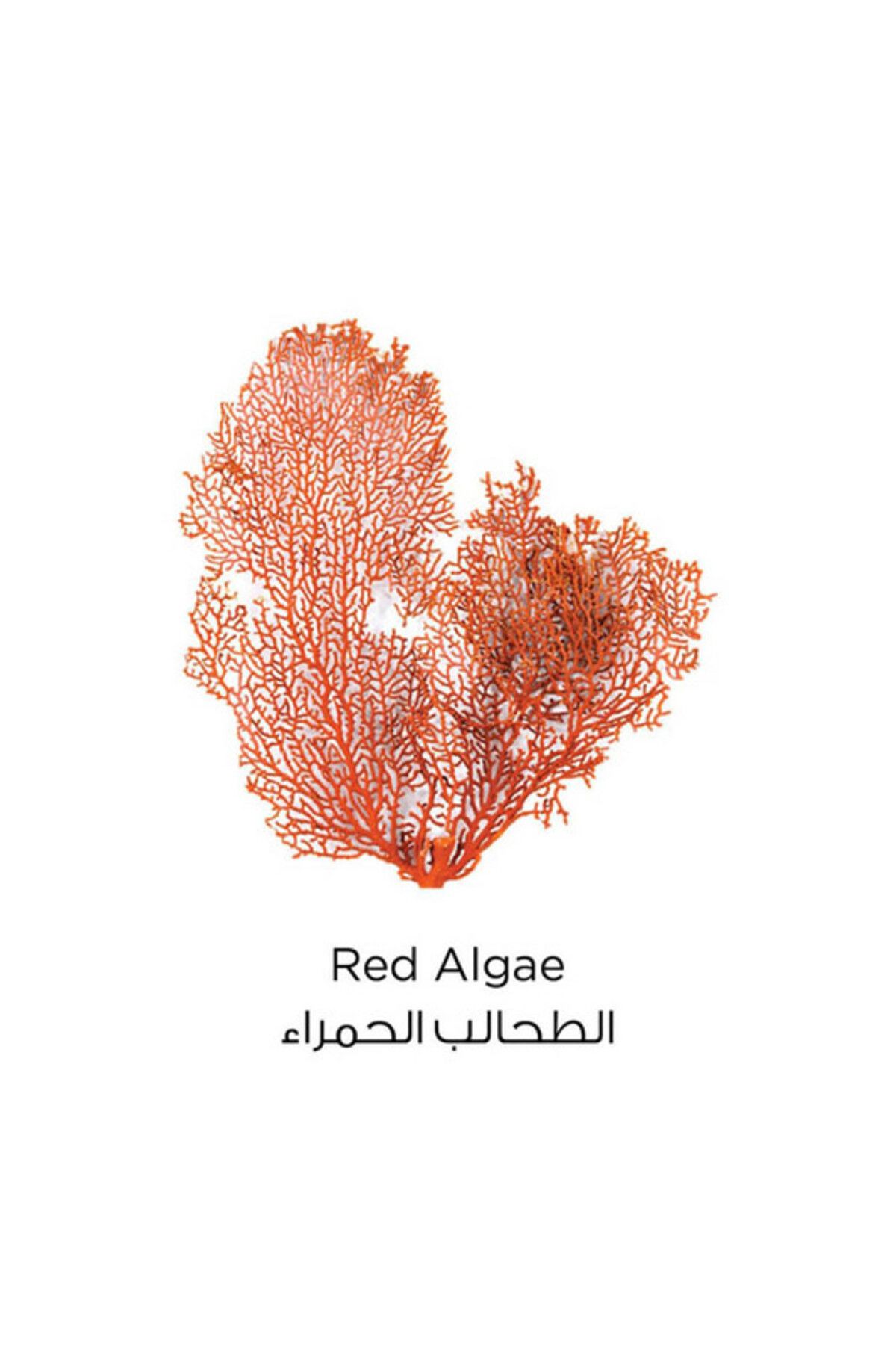 L'Oreal Paris-Pure Clay Red Face Cleanser with Red Algae, Exfoliates & Brightens, 150 ML 3
