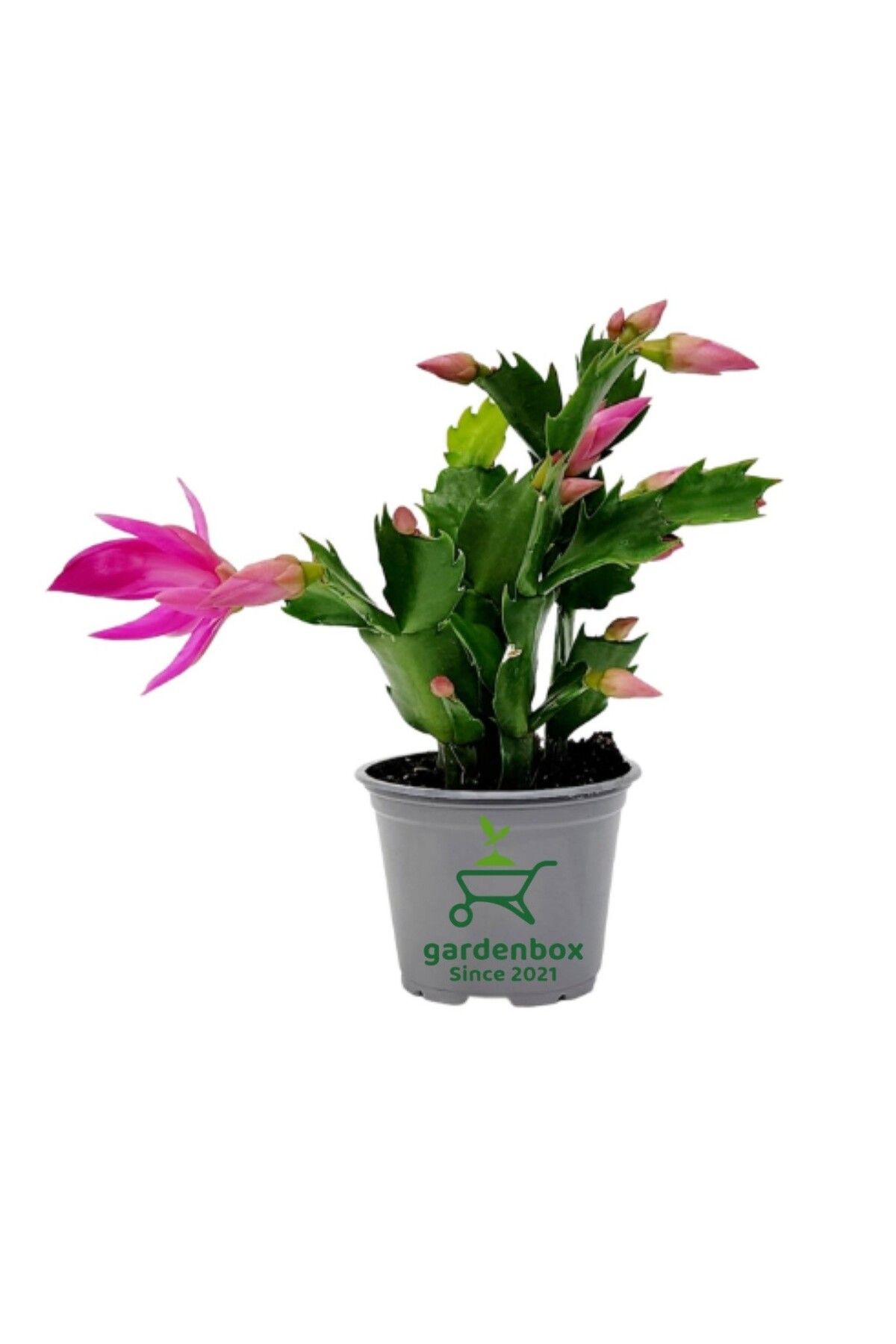 Gardenbox Schlumbergera Truncata Pembe Renk Yılbaşı Çiçeği 10-15cm Yılbaşı Kaktüsü