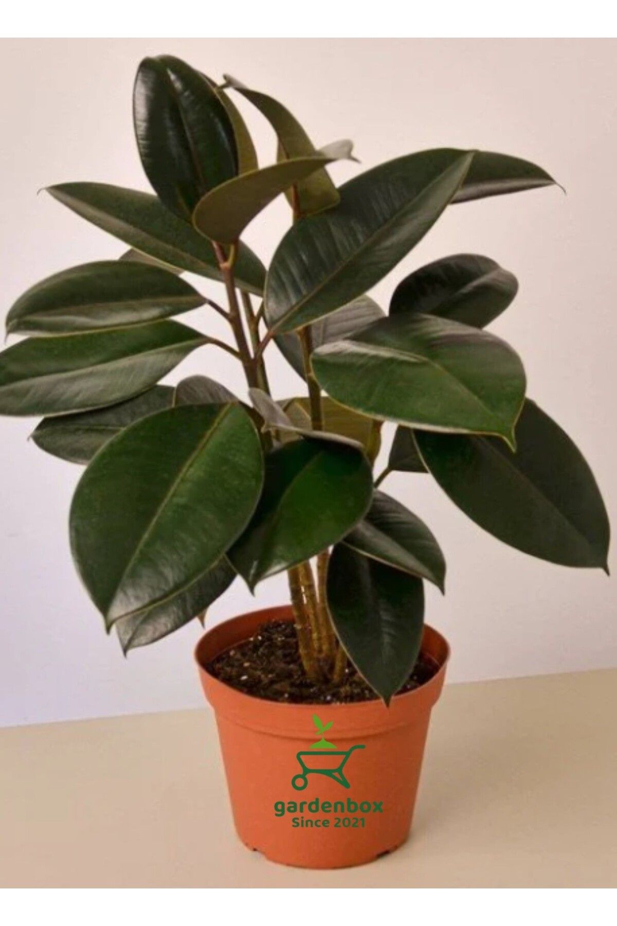 Gardenbox Mini Boy Kauçuk Fidanı 2'li Dikim 20-45cm Saksılı Salon Çiçeği(Ficus Elastica)