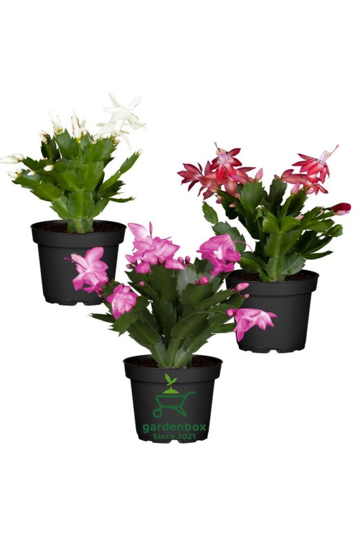 Gardenbox Schlumbergera Truncata 3 Adet Farklı Renklerde Yılbaşı Çiçeği 15-20CM