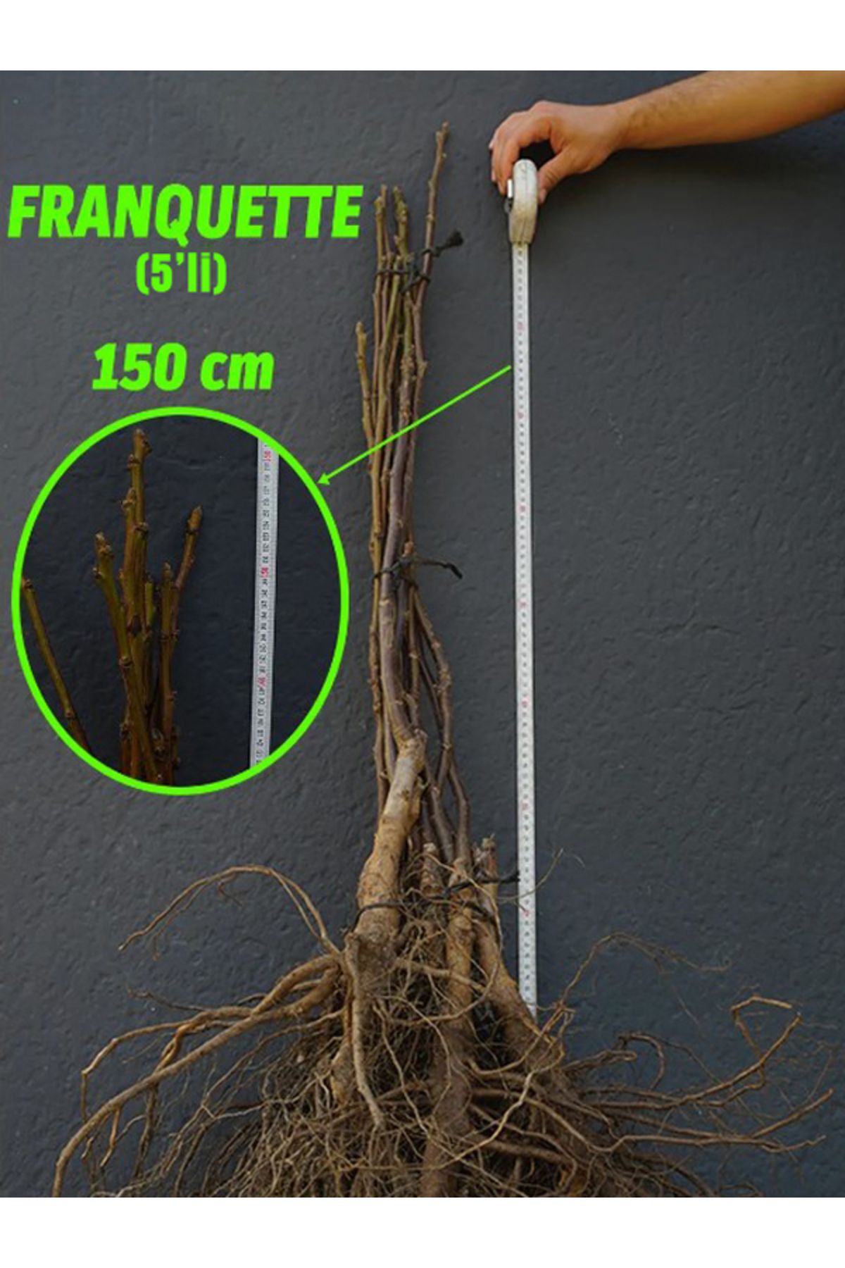 Arel Tarım Açık Köklü Franquette Ceviz Fidanı - 5'li (100-150 CM)