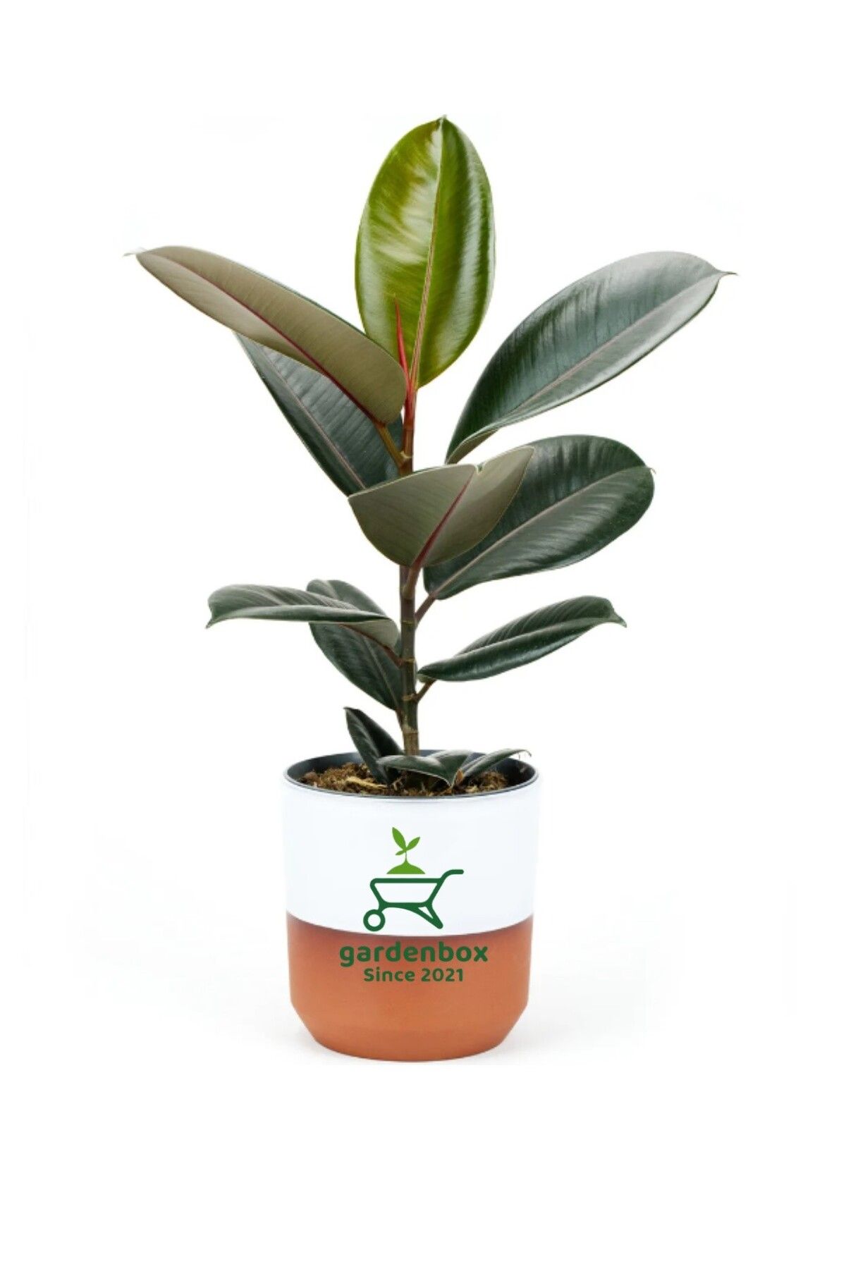 Gardenbox Dekoratif Saksılı Ficus Elastica Midi Boy Kauçuk Çiçeği 1 ADET Saksılı 20-45cm