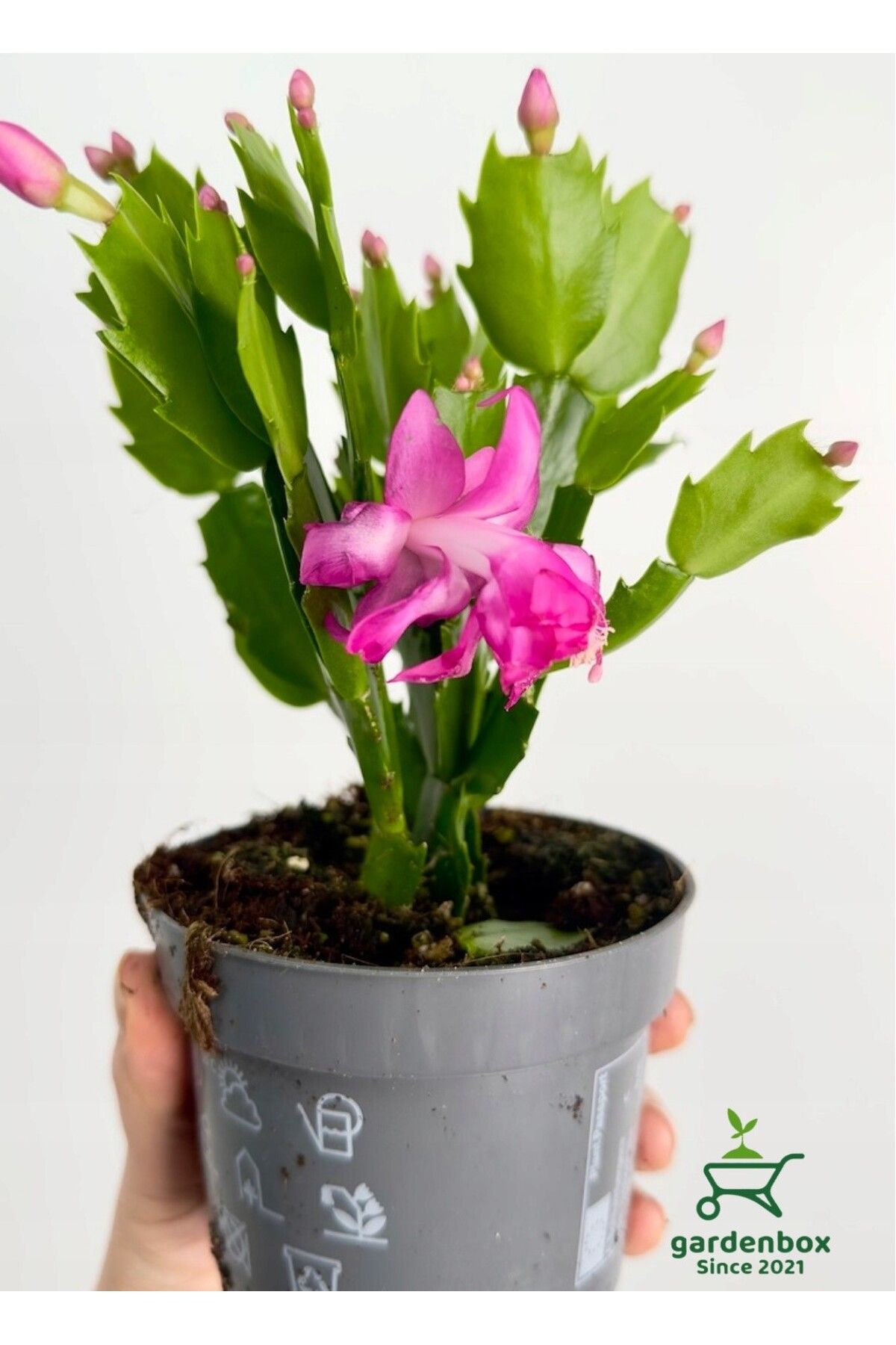 Gardenbox Pembe Renk Yılbaşı ÇİÇEĞİ Schlumbergera Truncata 1 Adet Saksılı 10-15cm