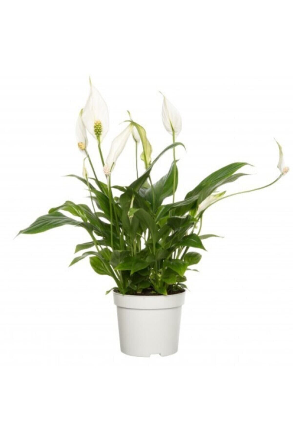 Bitkim Sende Spatifilyum Barış Çiçeği Spathiphyllum Bellini