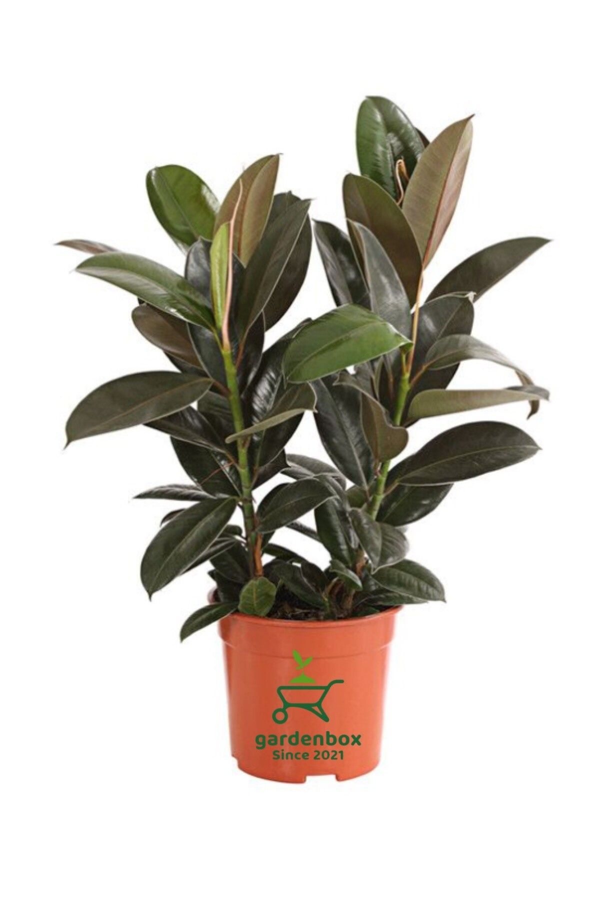 Gardenbox Mini Boy Kauçuk Fidanı Mini Boy  2'li Dikim 20-45cm Saksılı Salon Çiçeği(Ficus Elastica)