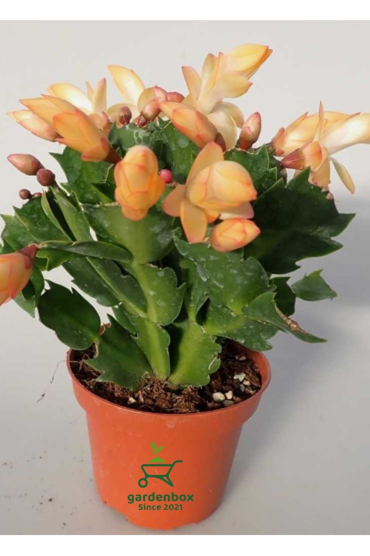 Gardenbox Sarı enk Yılbaşı Çiçeği 1 ADET Saksılı 10-15cm Schlumbergera Truncata